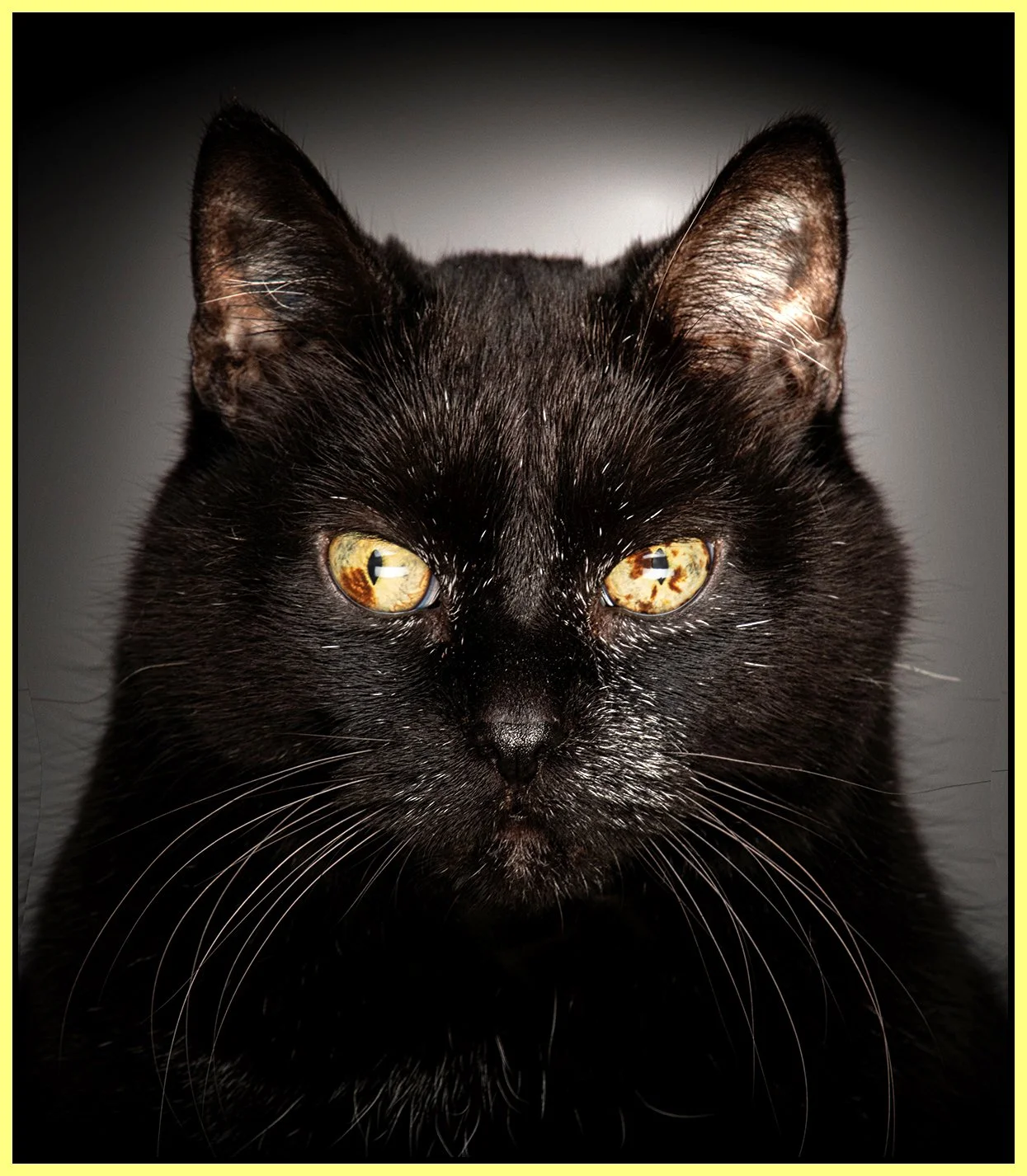 Crazy Cat_Nov 4_2018_CR2_D3012_1_peShrpfctDrkn_4x5s.jpg