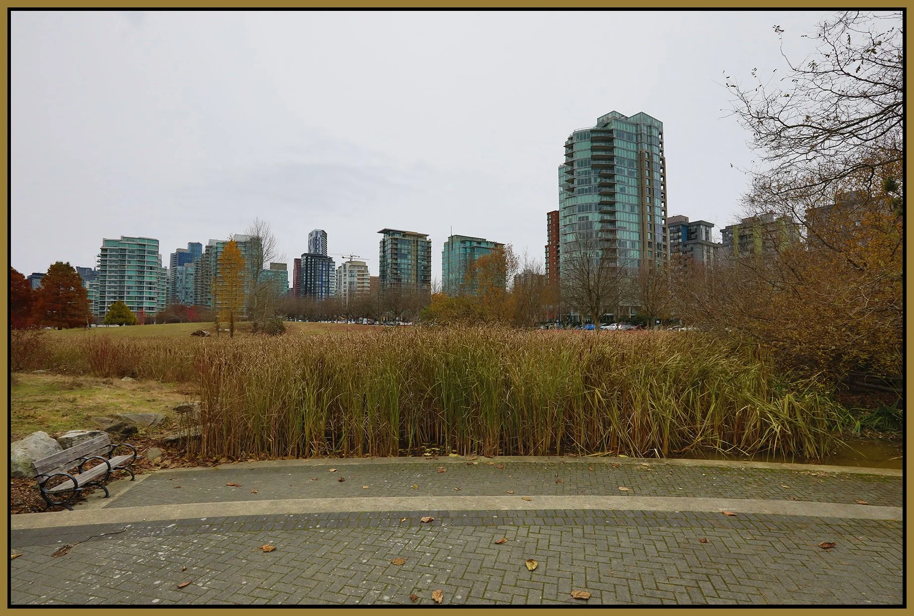 Devonian Pk Bullrushes_Nov 29_2022_HDR_5C8403_4x6s.jpg