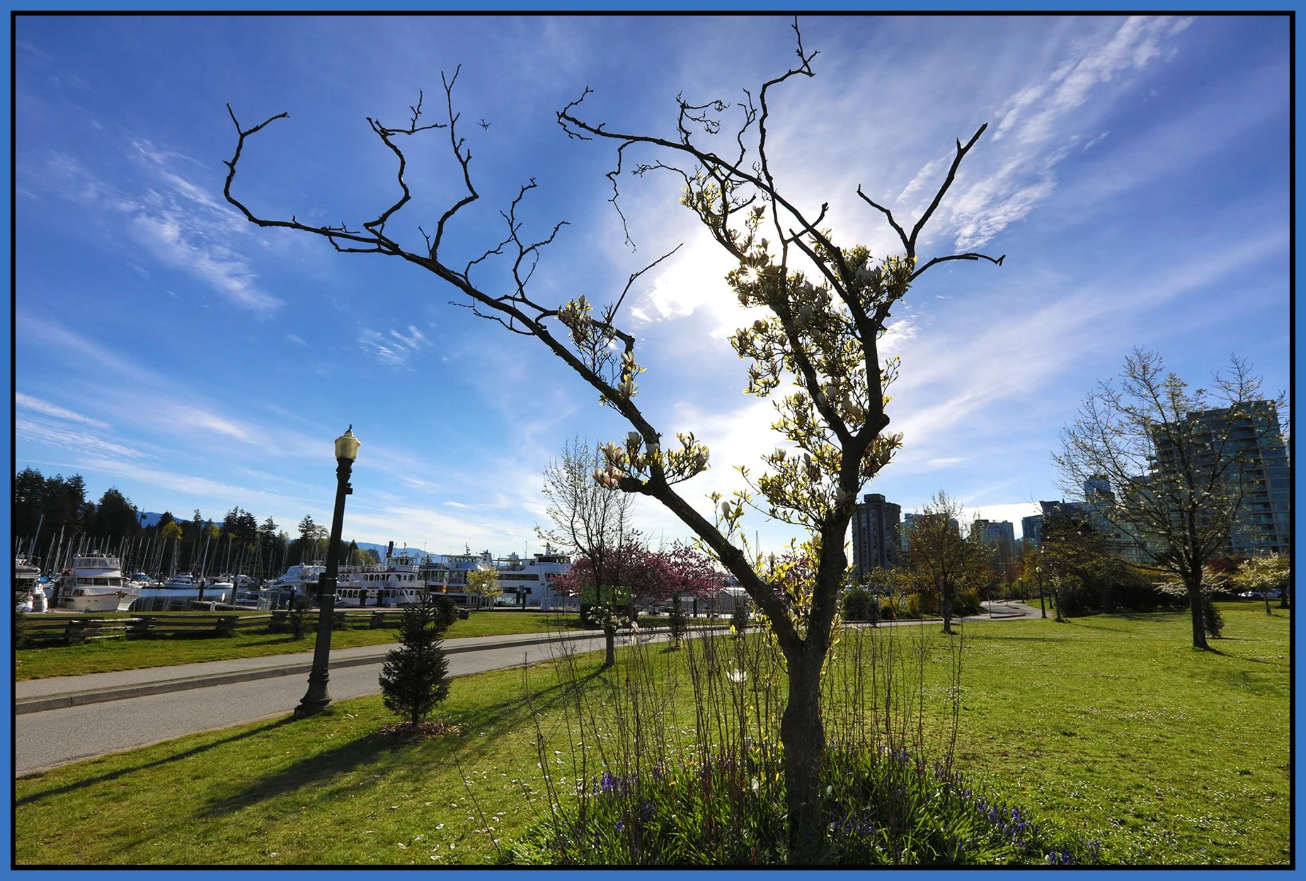 Devonian Harbour Park Tree_Apr 20_2026_HDR_4L2612_4x6s.jpg