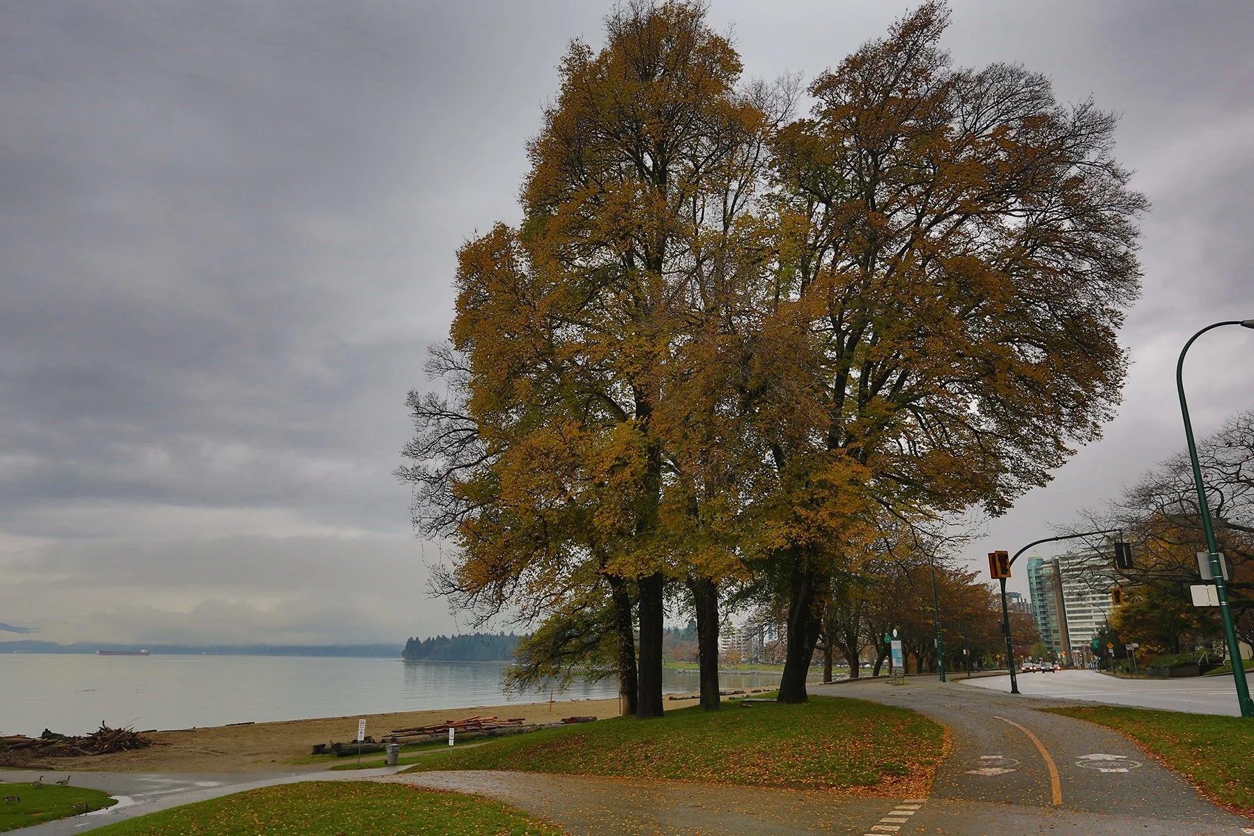 English Bay Trees_Nov 13_2015_HDR_H2094_4x6.jpg