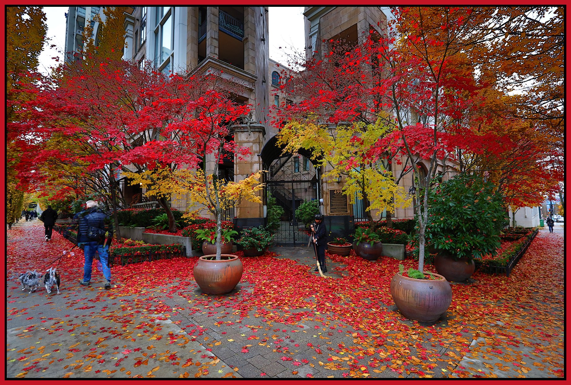 499 Drake St Trees_Nov 25_2022_HDR_5C7903_4x6s.jpg
