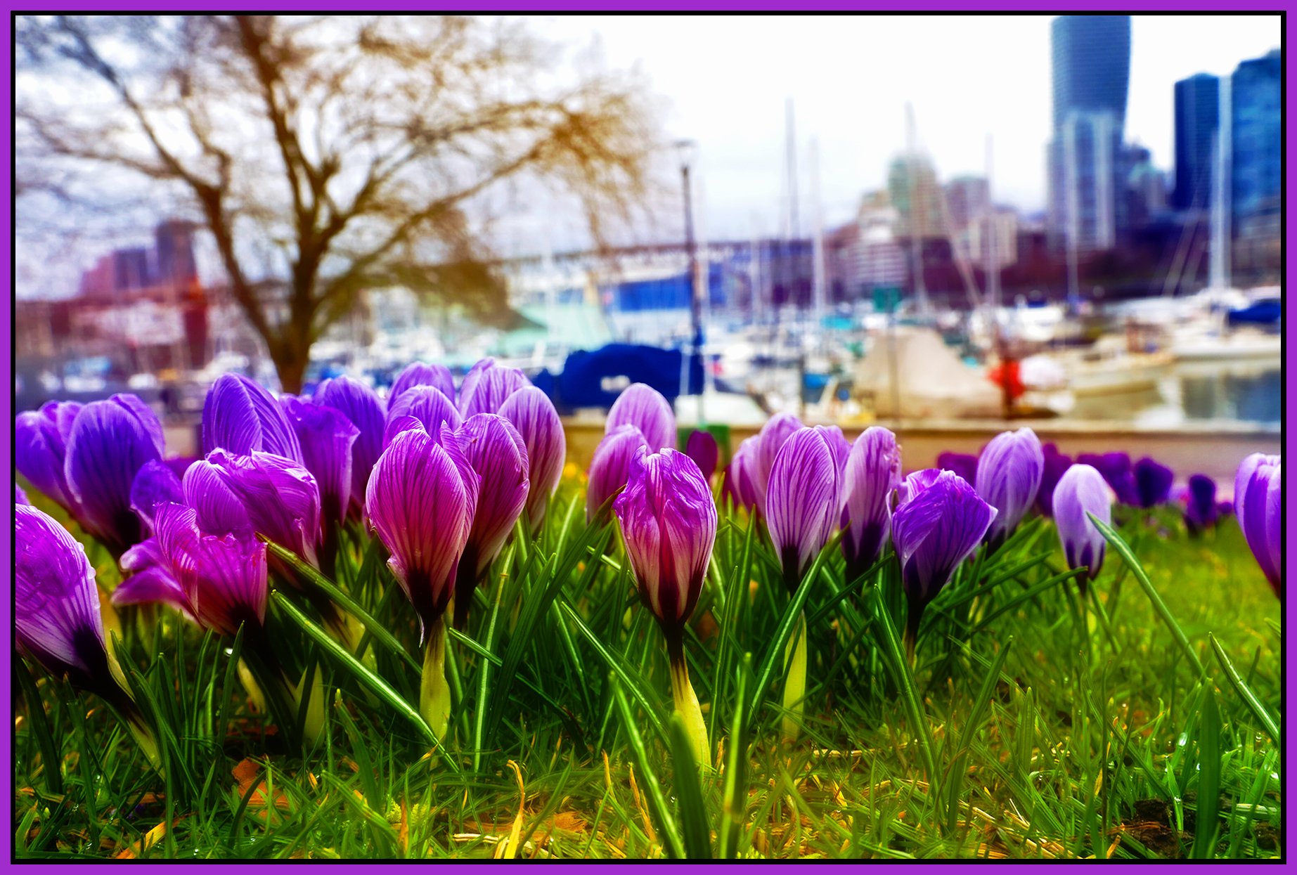Charleson Park Crocuses_Mar 4_2026_HDR_4K9371_peJade_Pop_4x6s.jpg