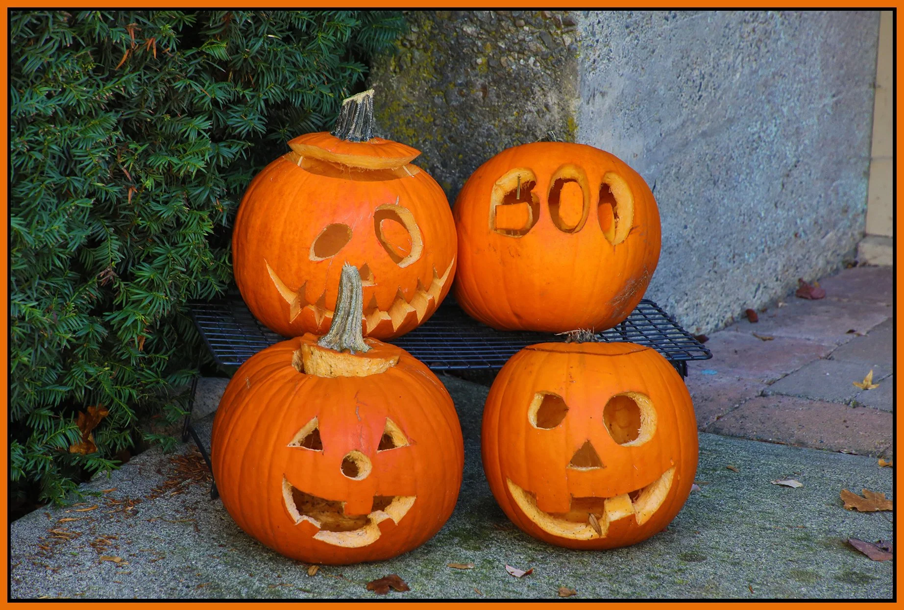 Pumpkins_Oct 31_2021_HDR_4G4586_4x6s.jpg