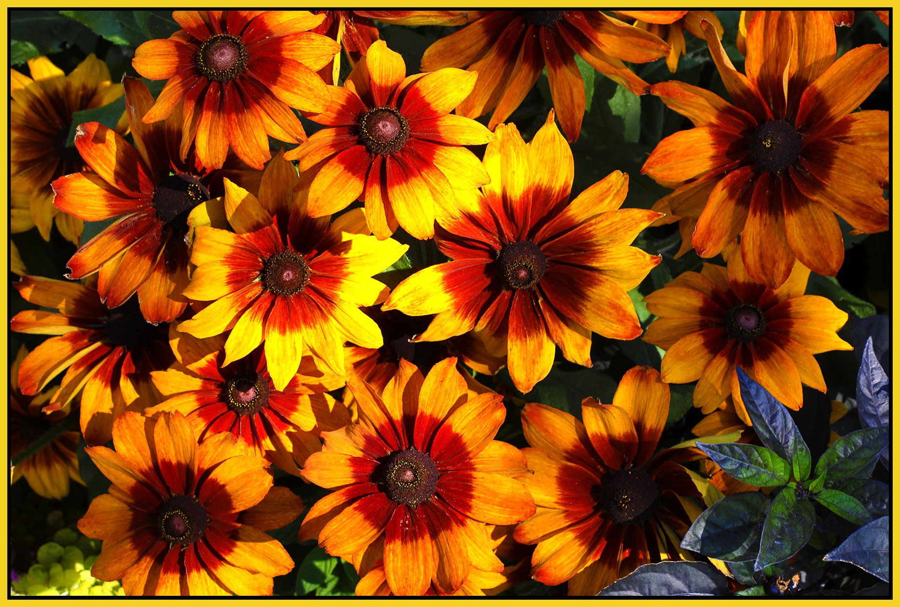Flowers_Rudbeckia_Aug 17_2023_HDR_5C4176_4x6s.jpg