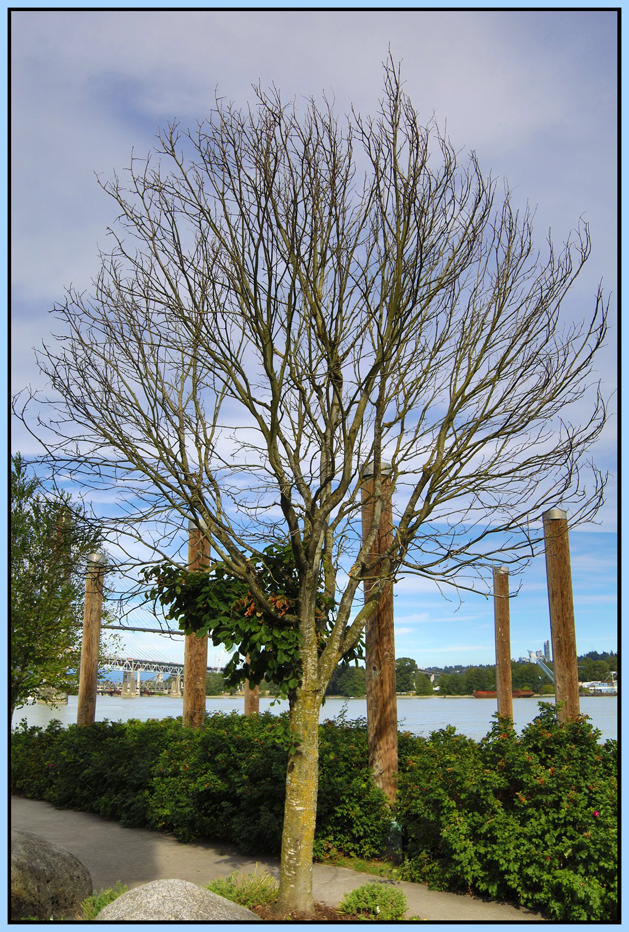 New West Tree_Jul 30_2026_HDR_4L8100_4x6s.jpg