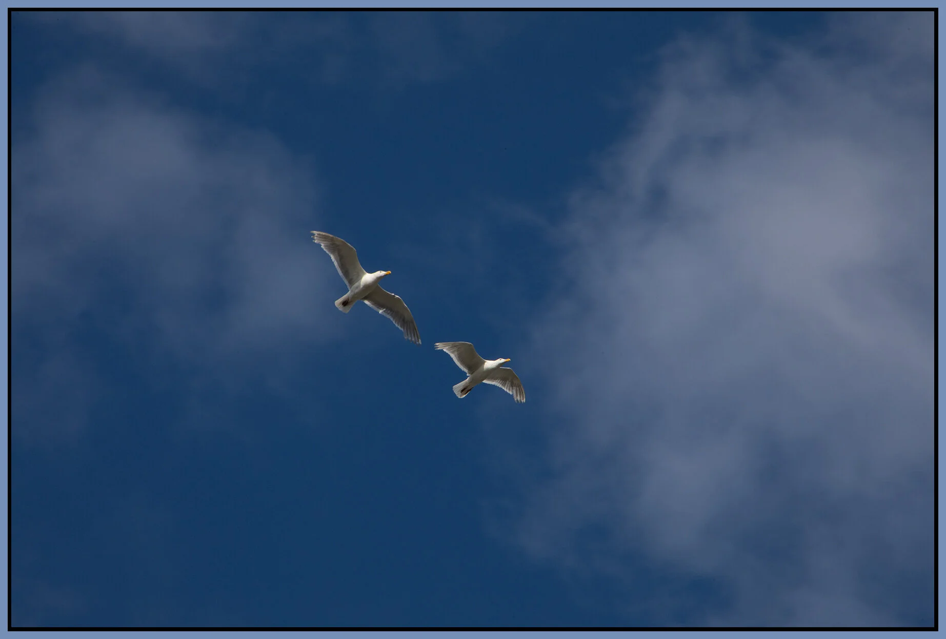Seagulls_Jul 15_2021_CR2_4G0424_4x6s.jpg