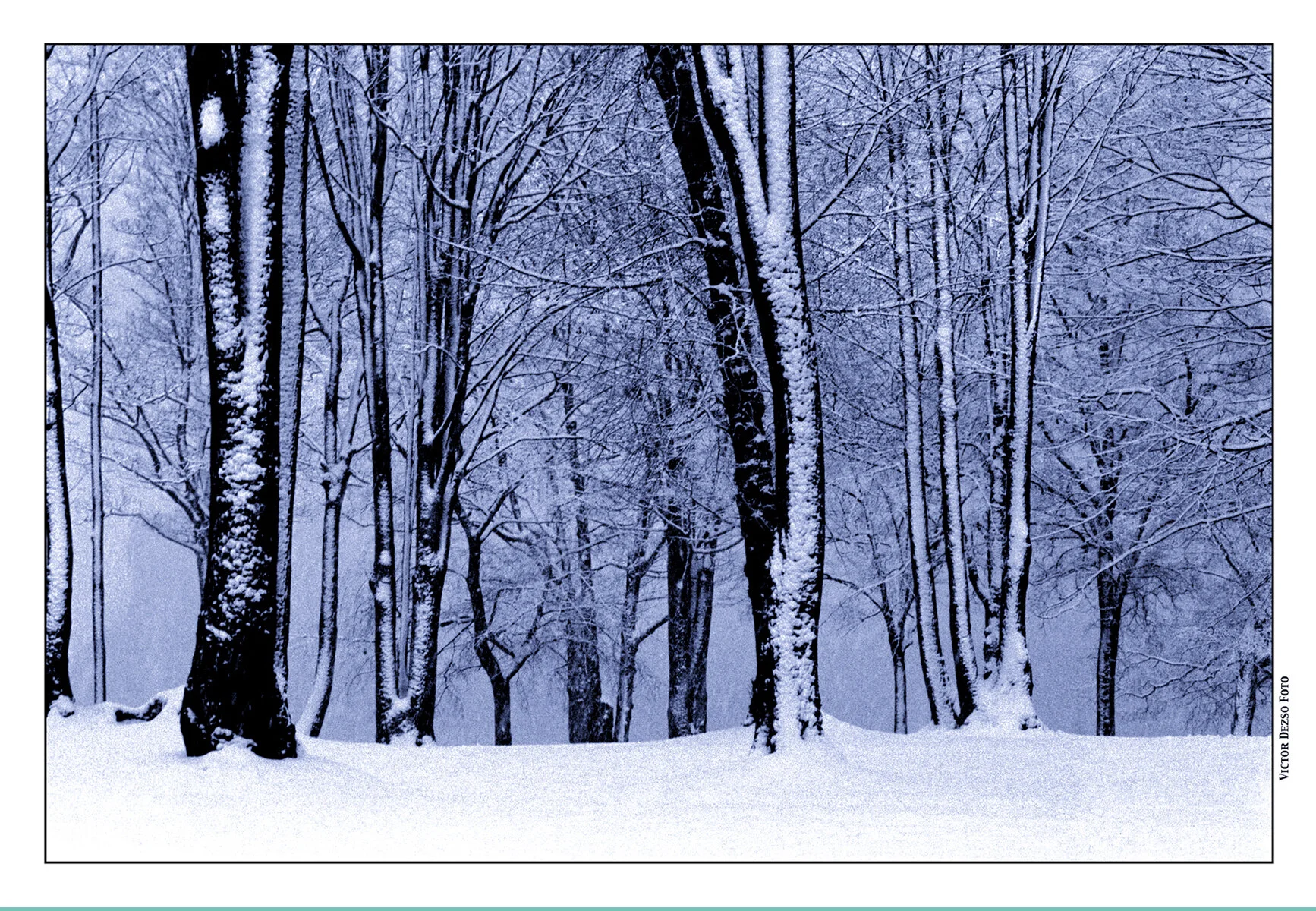 Snow Trees_Kits_19_4x6s.jpg