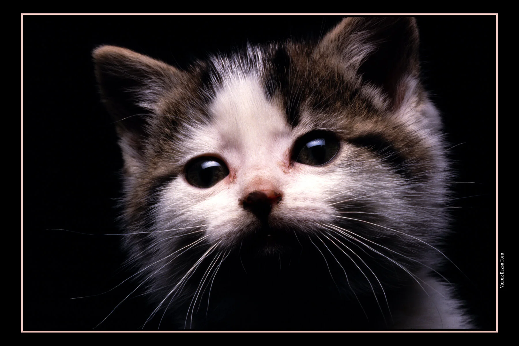 80's Kitten_4x6.jpg