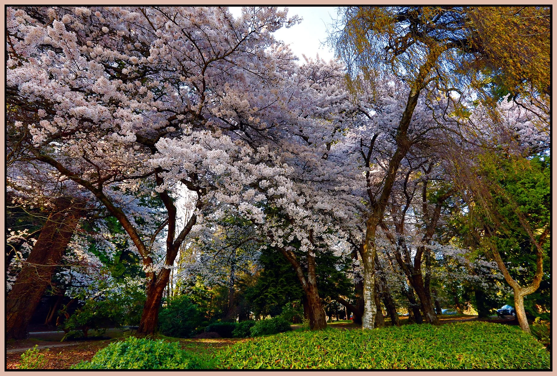 Tipperary Pk Trees New west_Apr 11_2021_HDR_4G7012_peDrkn&ImpC_4x6s.jpg