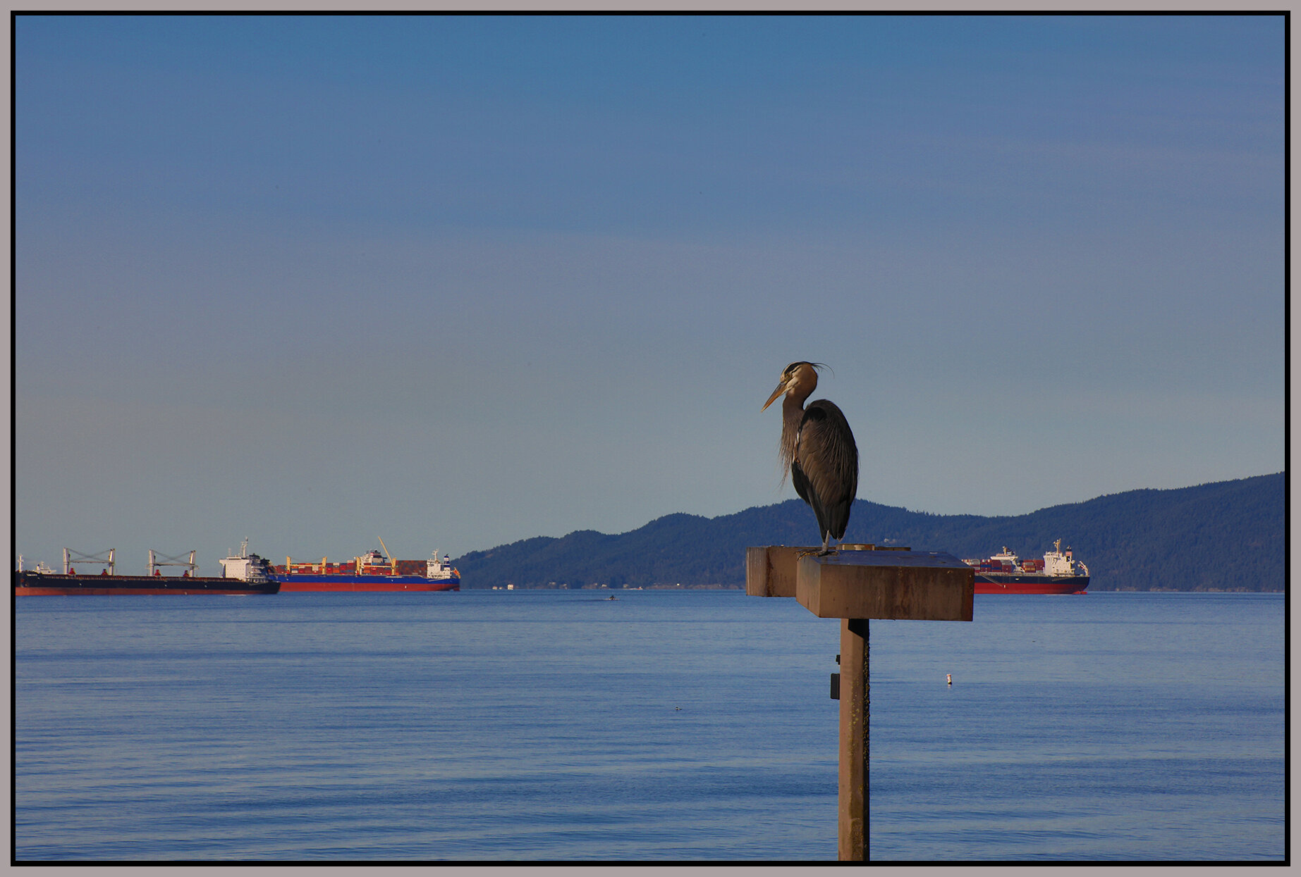 English Bay Herron_Feb 3_2021_HDR_4G3568_4x6s.jpg