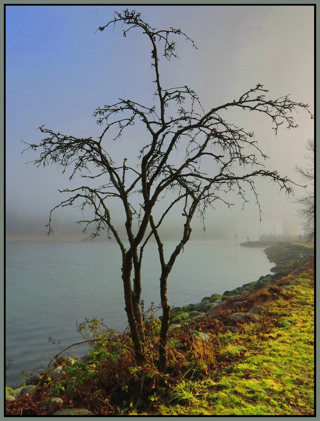 Vanier Park Tree in Fog_Jan 21_2026_HDR_4K7462_peVibrClrs_4x5s.jpg