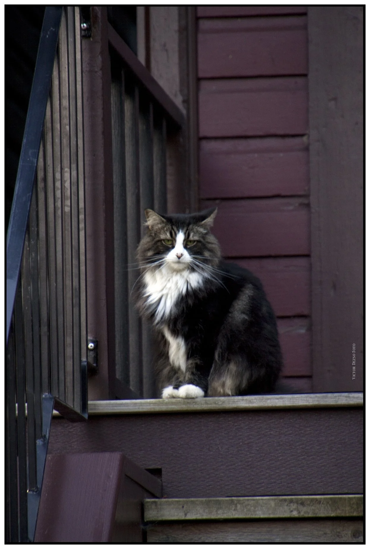 Cat on Georgia_Sep 11_2010_3713_4x6s.jpg
