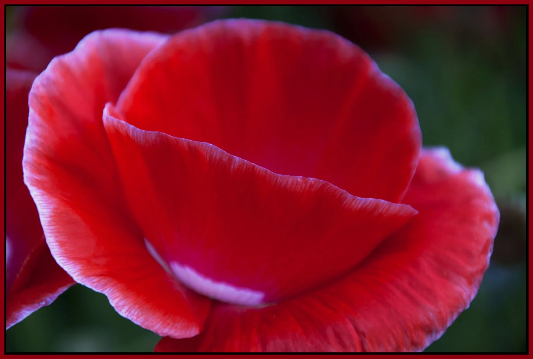 Flowers Poppies_Jul 30_201_3729_4x6s.jpg