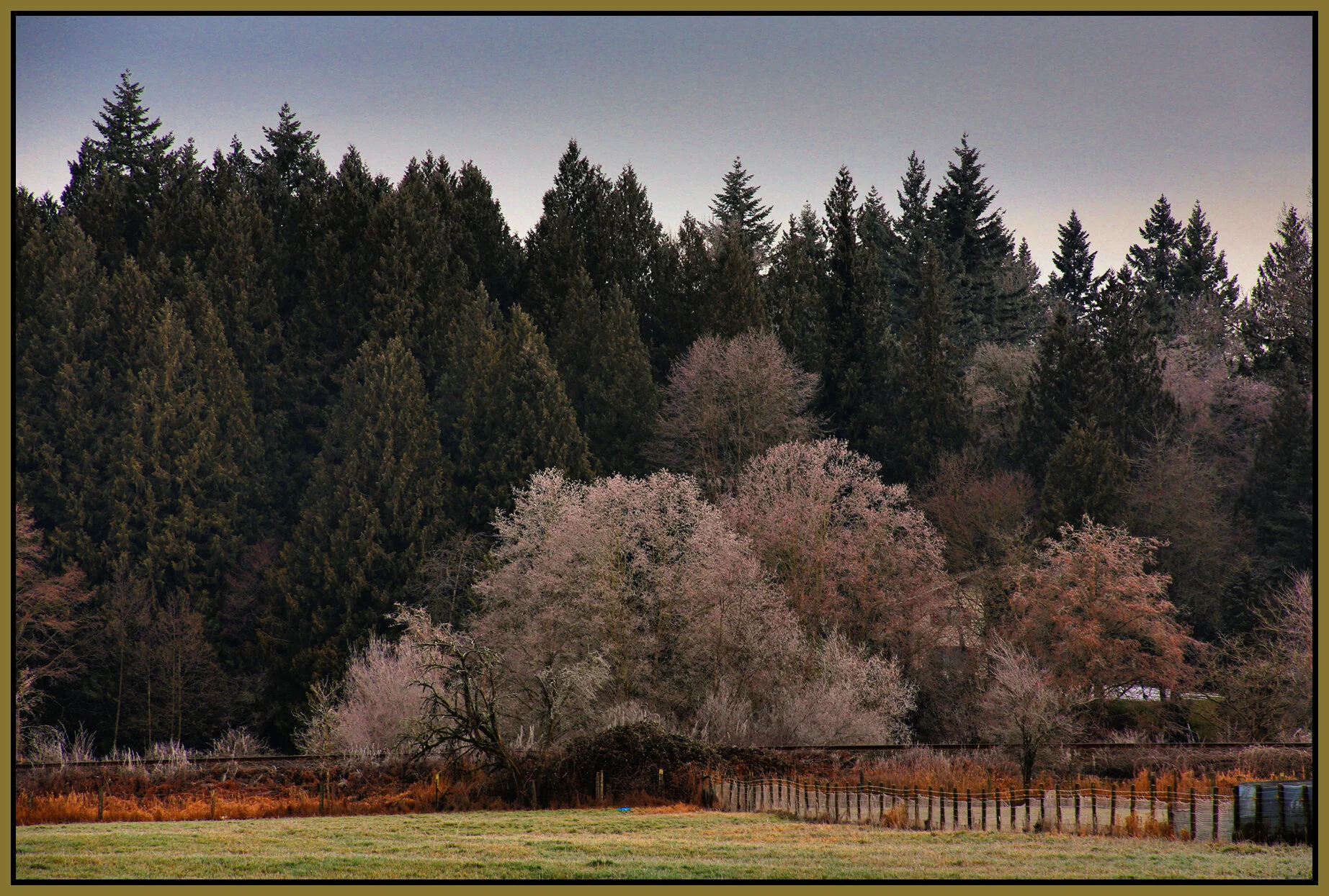 Langley Trees_Jan 2_2018_HDR_L0343_peWinWon&ExpMrge_4x6s.jpg