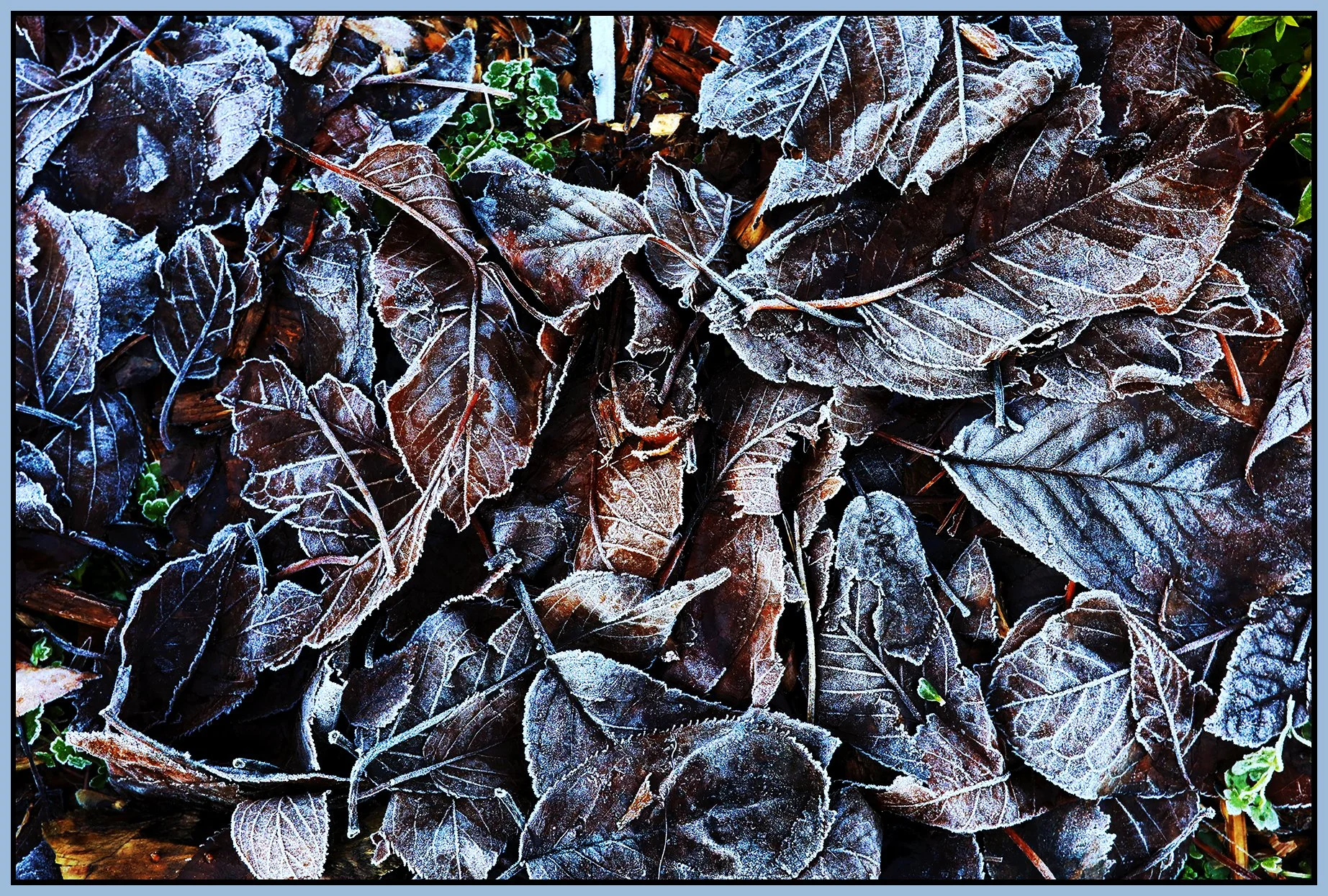 Frosty Leaves_Dec 19_2021_HDR_5A3118_4x6s.jpg