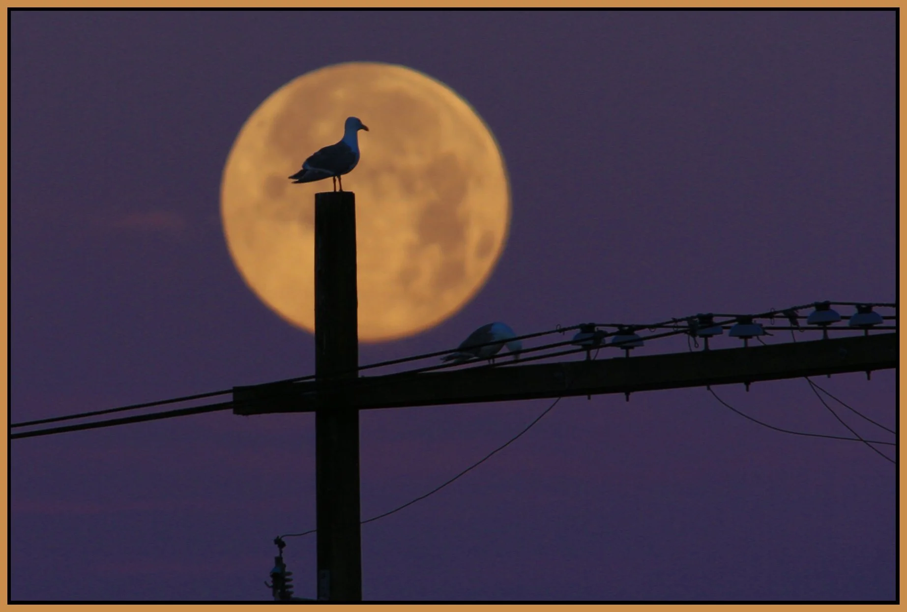 Moon & Seagull_Jul 12_2014_HDR_F7363_4x6s.jpg