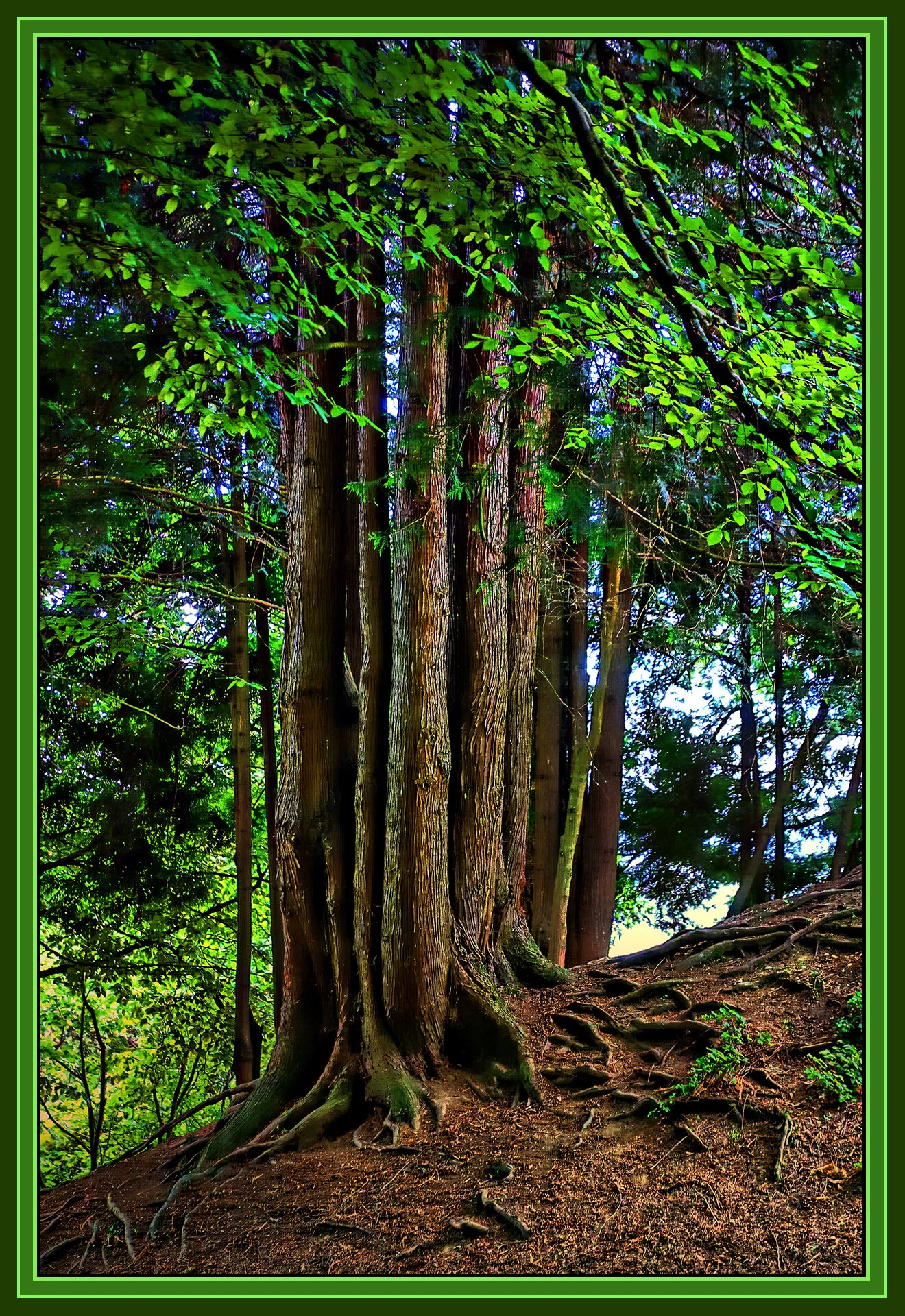 Tipperary Pk  Tree_Jun 18_2019_HDR_A6497_peHdr2013&IntnSunst_4x6s.jpg