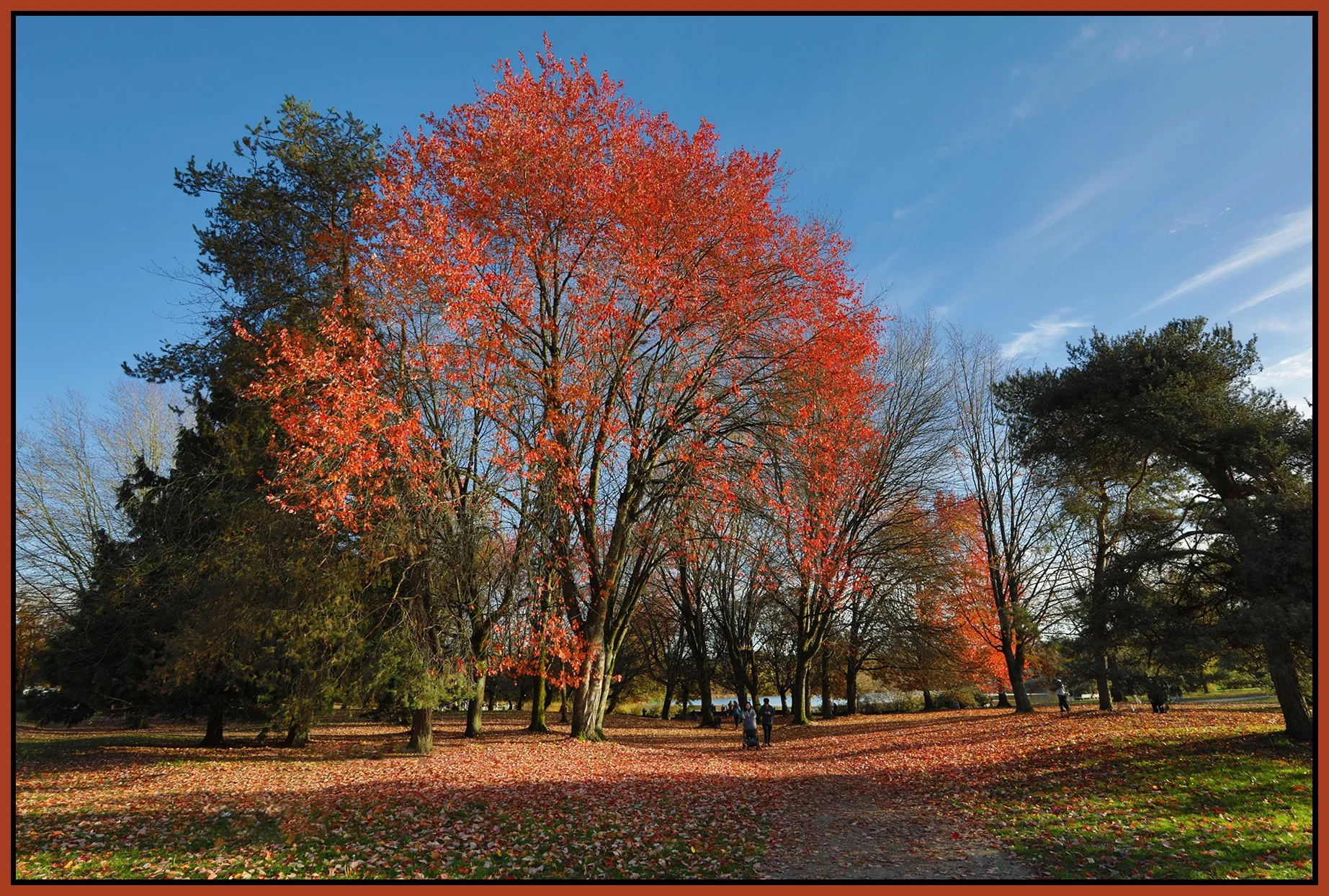 Trout lake Trees_Nov 11_2025_HDR_4K5095_4x6s.jpg