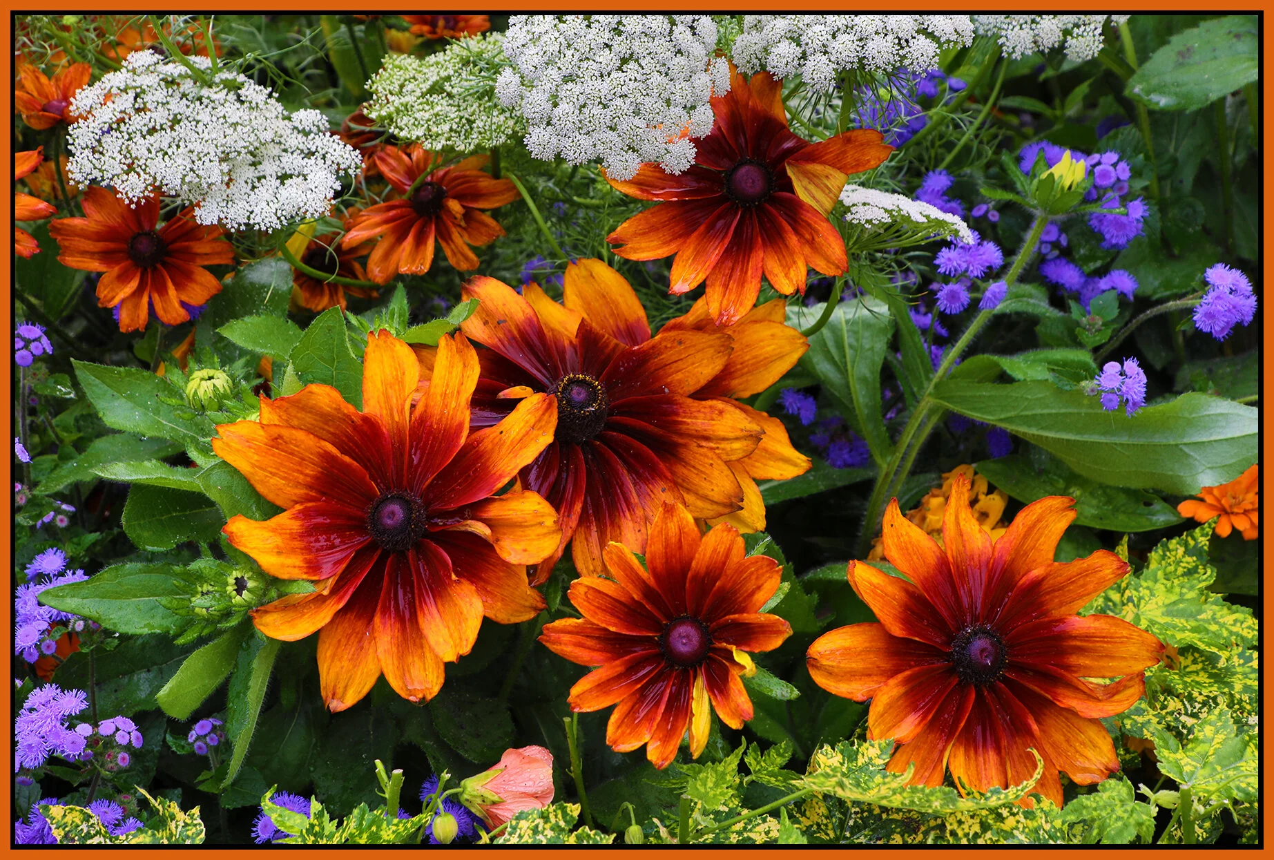 Flowers_Aug 8_2021_HDR_4G2373_4x6s.jpg