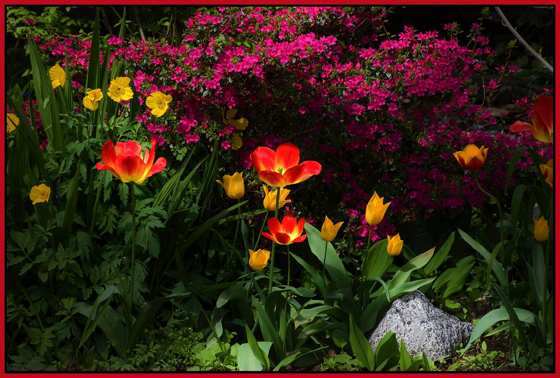 Flowers Tulips_Apr 29_2021_HDR_4G8048_peSftblur_4x6s.jpg