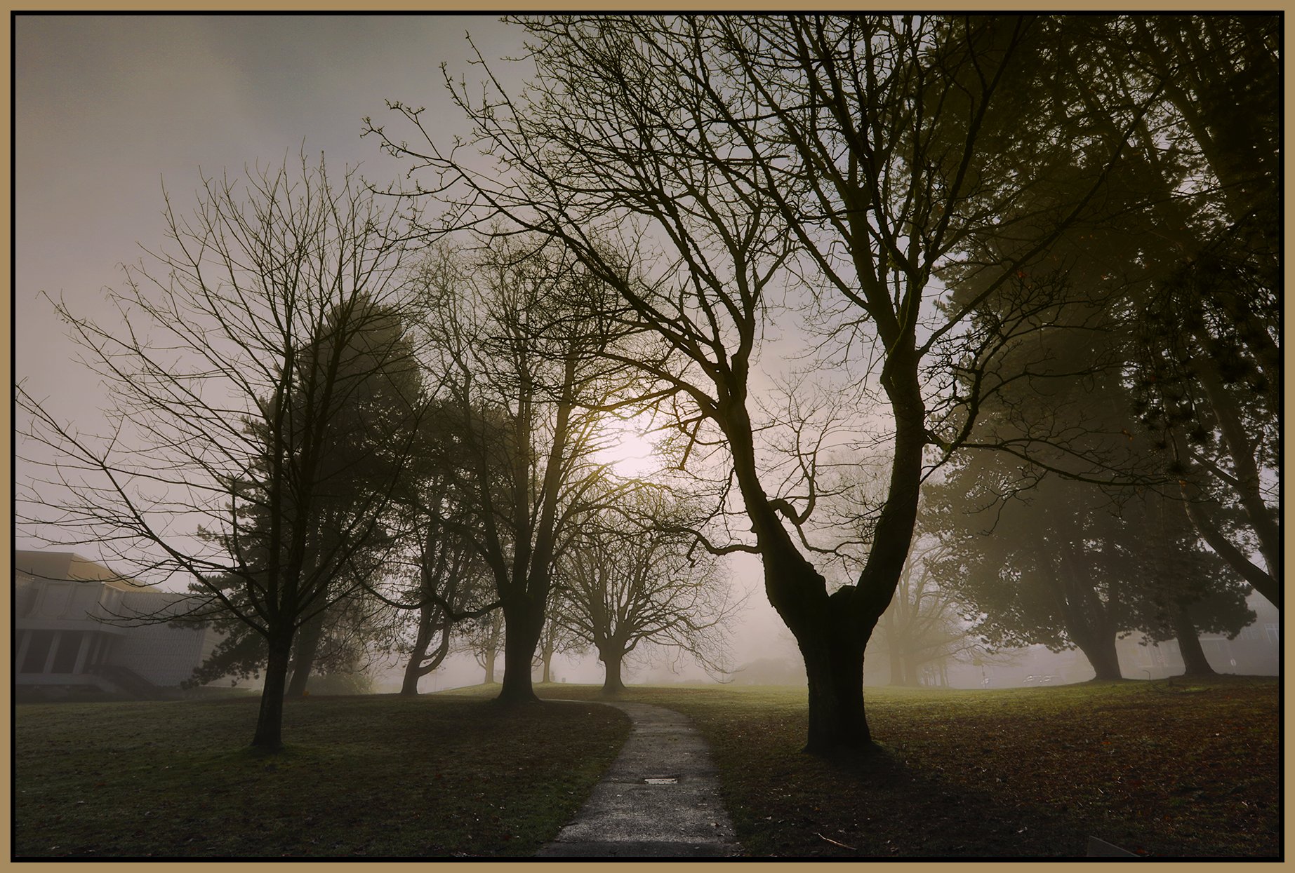 Vanier Park Trees in Fog_Jan 21_2026_HDR_4K7494_peEWGT_4x6s.jpg