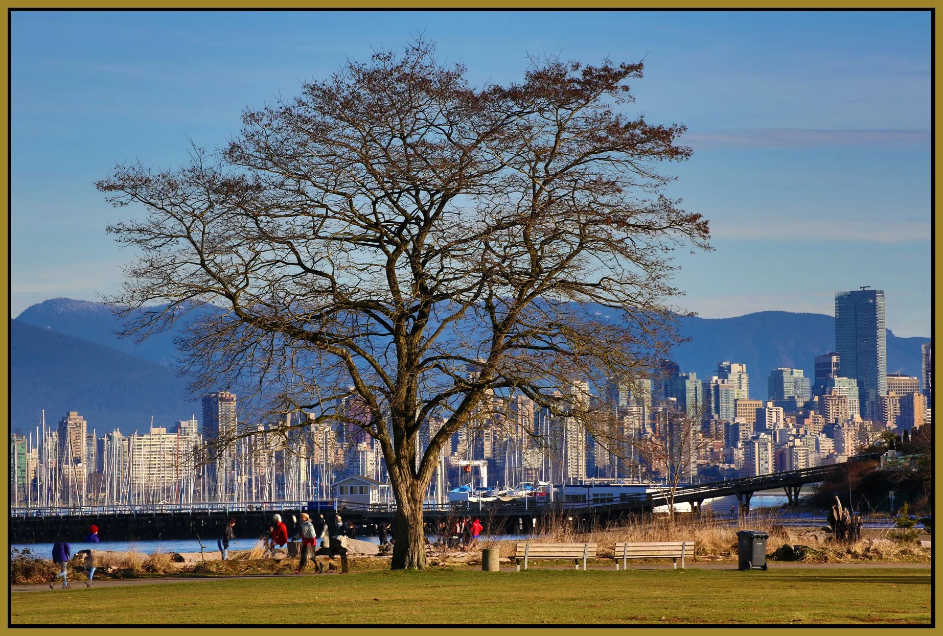 Jericho Beach Tree_Jan 5_2014_HDR_D0520_4x6s.jpg