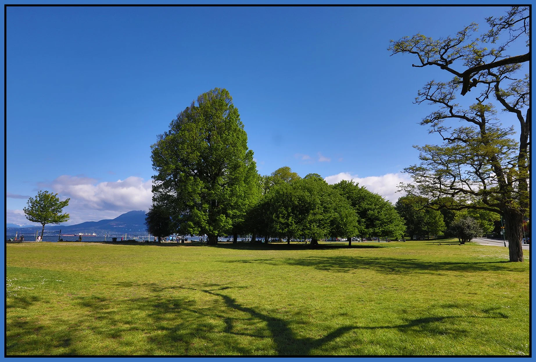 Kits Beach Trees_May 19_2025_HDR_5F2957_4x6s.jpg