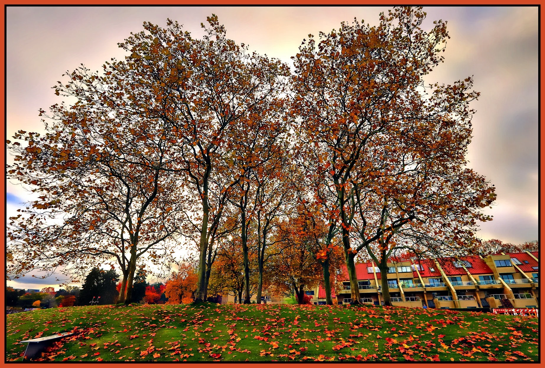 Charleson Park Trees_Nov 3_2024_HDR_5E4131_peHyperstrip_Hdr2013_1_4x6s.jpg