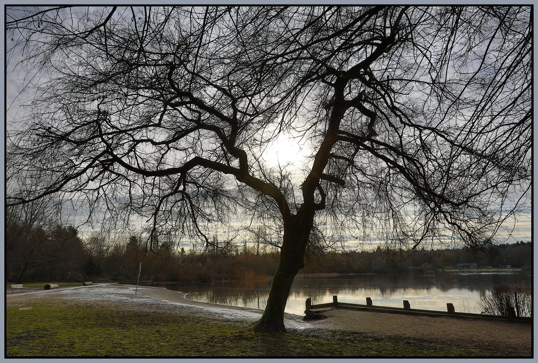Trout Lake Tree_Feb 13_2018_HDR_C6462_4x6s.jpg