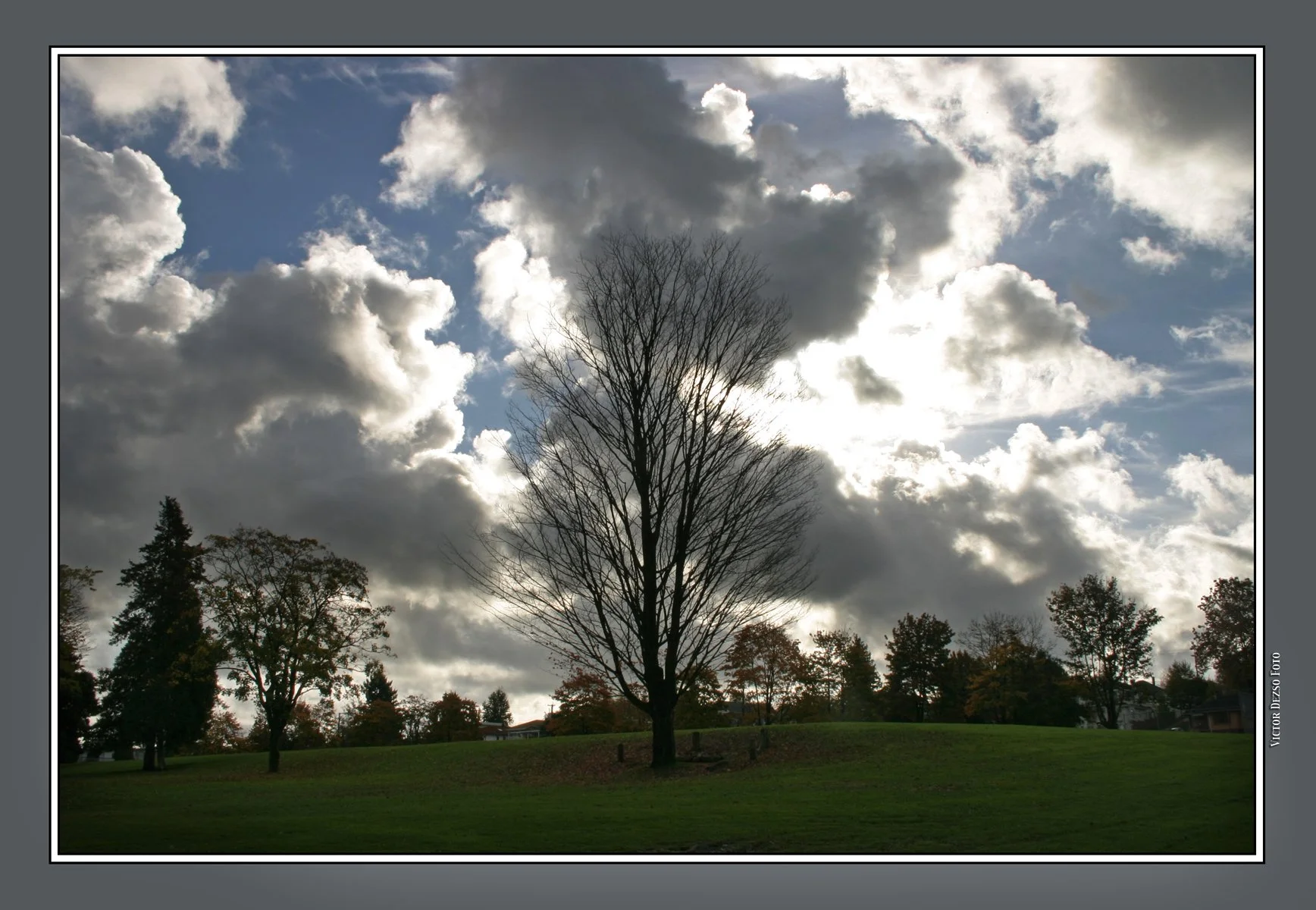 Park Tree_Oct 18_2004_9502_4x6s.jpg