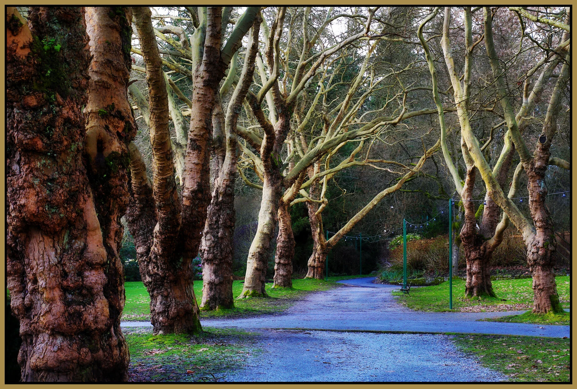 Stanley Pk Trees_Feb 22_2016_HDR_K7063_peSat&Glo_4x6s.jpg