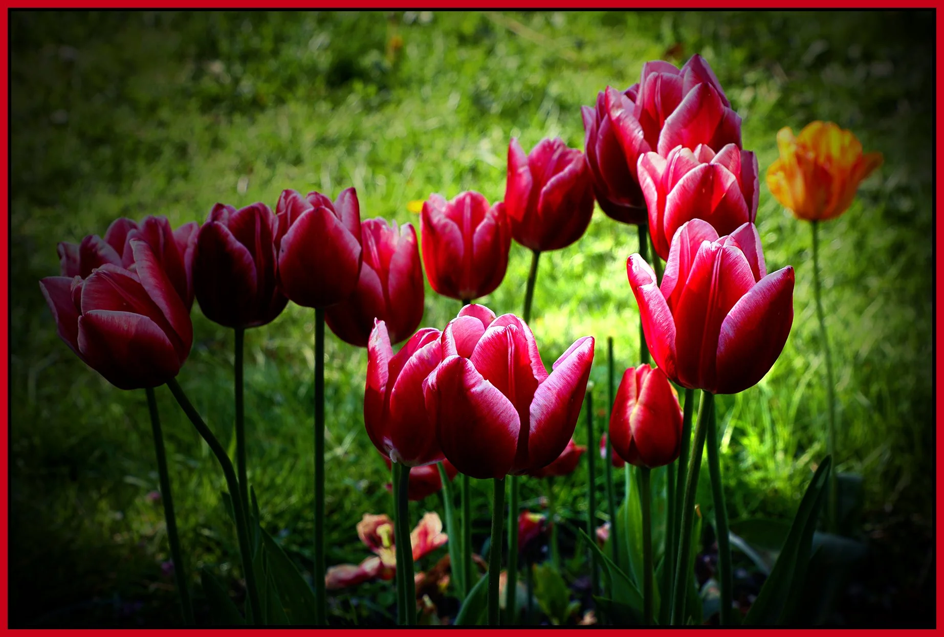 Flowers Tulips_May 7_2023_HDR_4H7159_pePopDrkn_4x6s.jpg