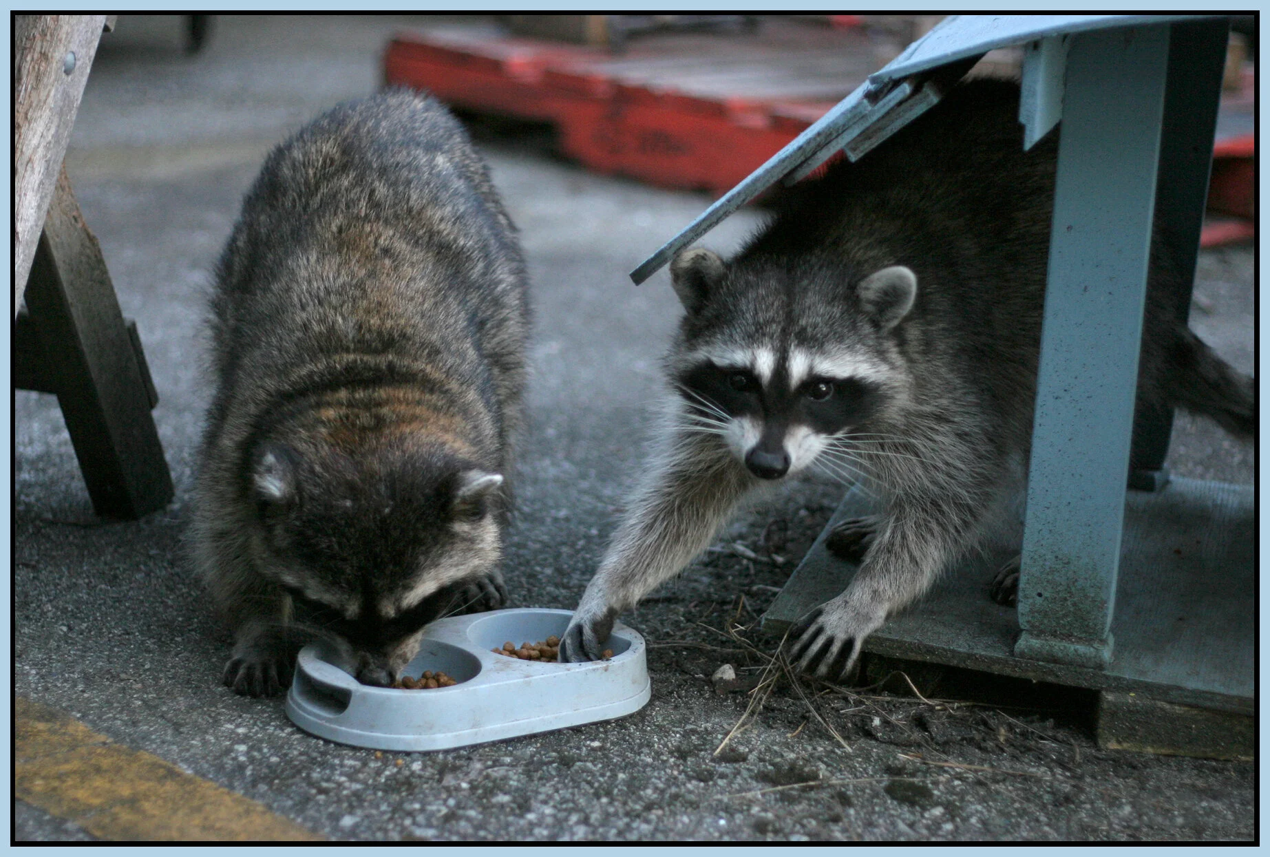 Racoons_7361_4x6s.jpg