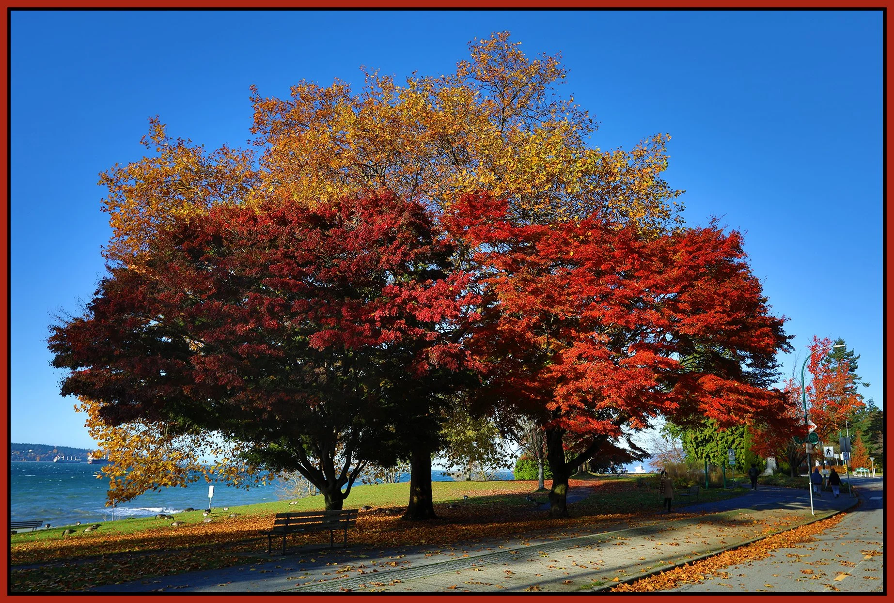 2000 Beach Ave Trees_Nov 7_2023_HDR_5C9340_4x6s.jpg