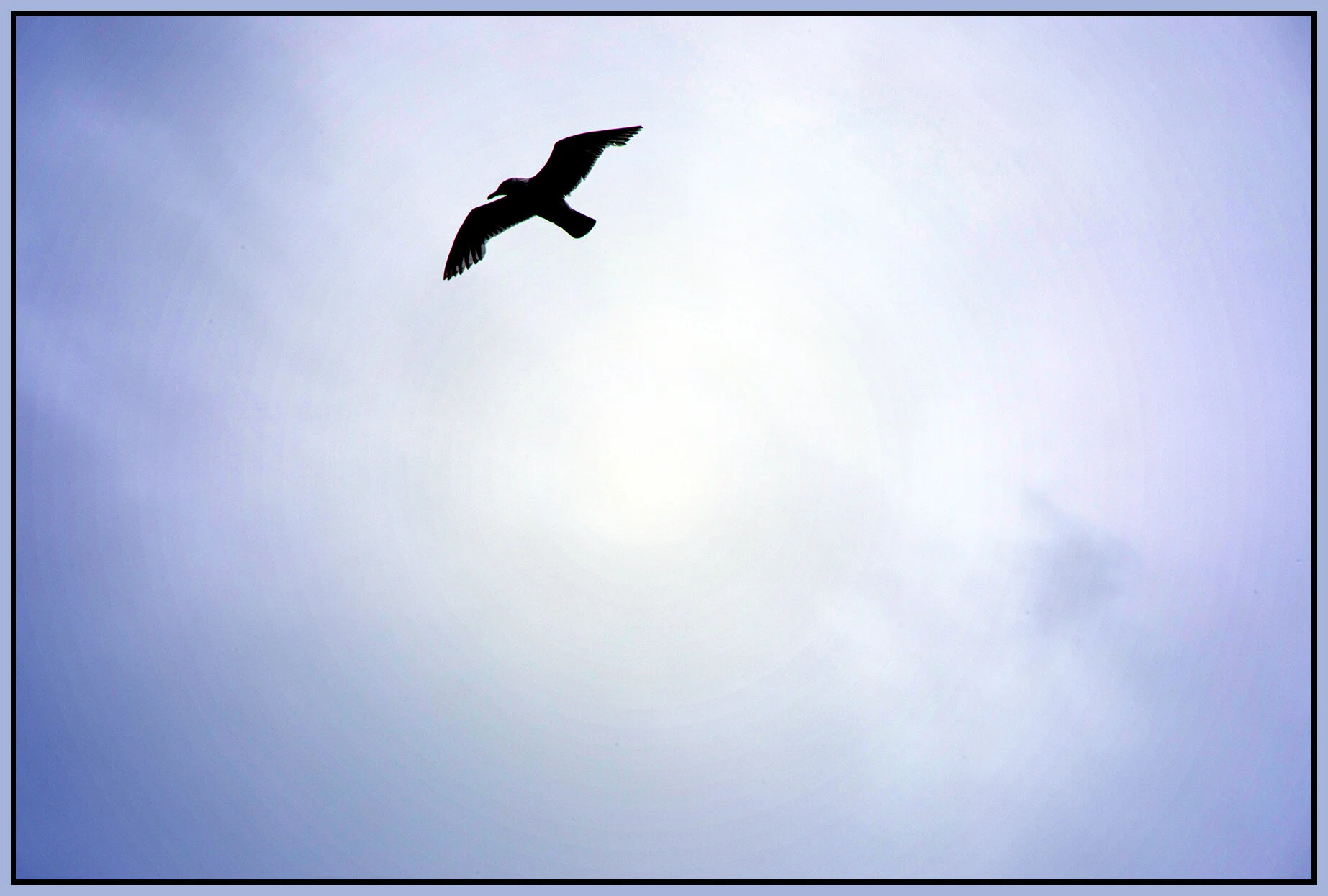 Seagull_Jun 15_2021_CR2_5A8494_peOdl_4x6s.jpg