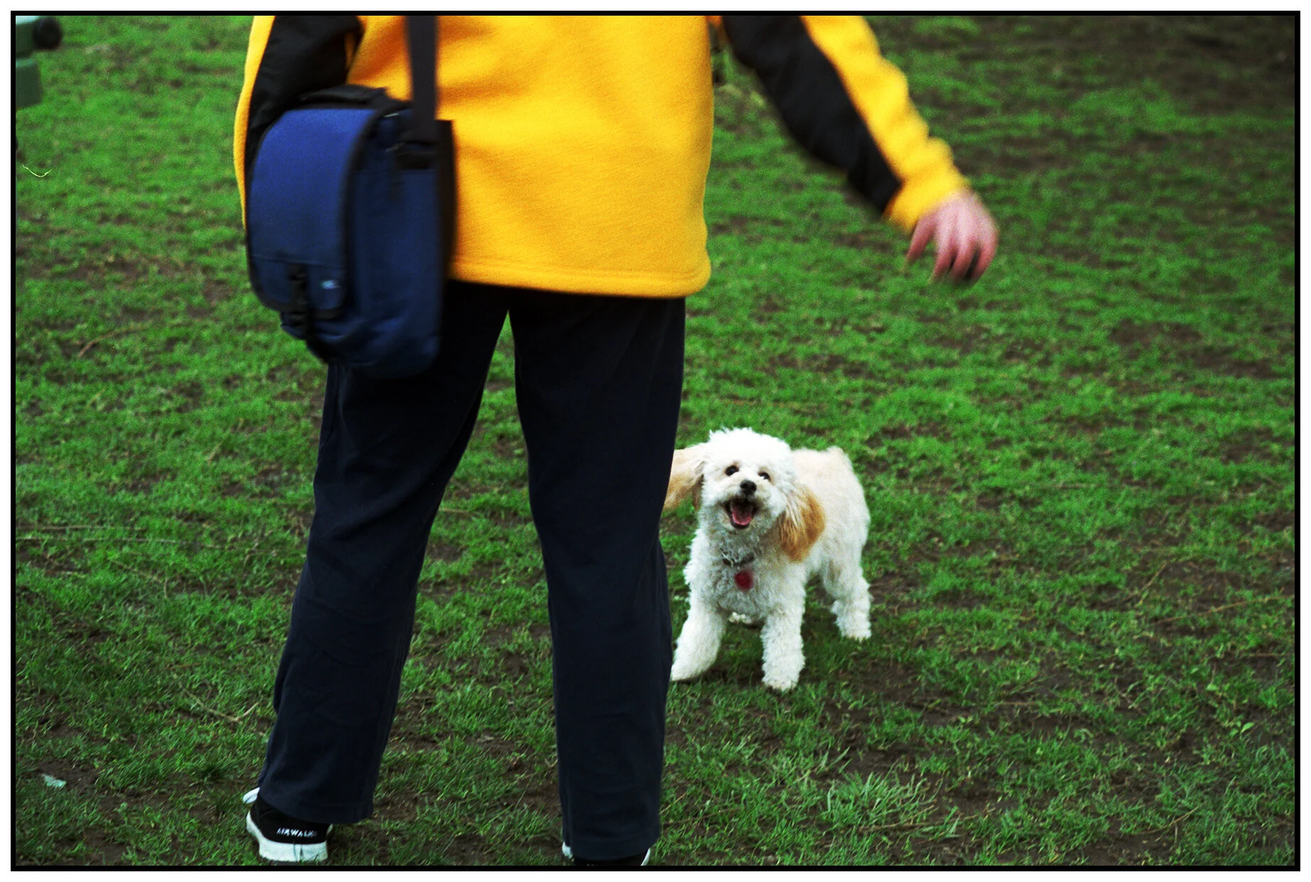 Happy Fetch Dog_4x6s.jpg