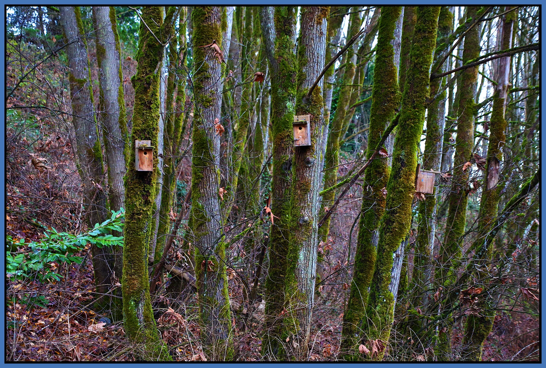New Westminster Ravine Trees_Dec 2_2020_HDR_3B6185_4x6s.jpg