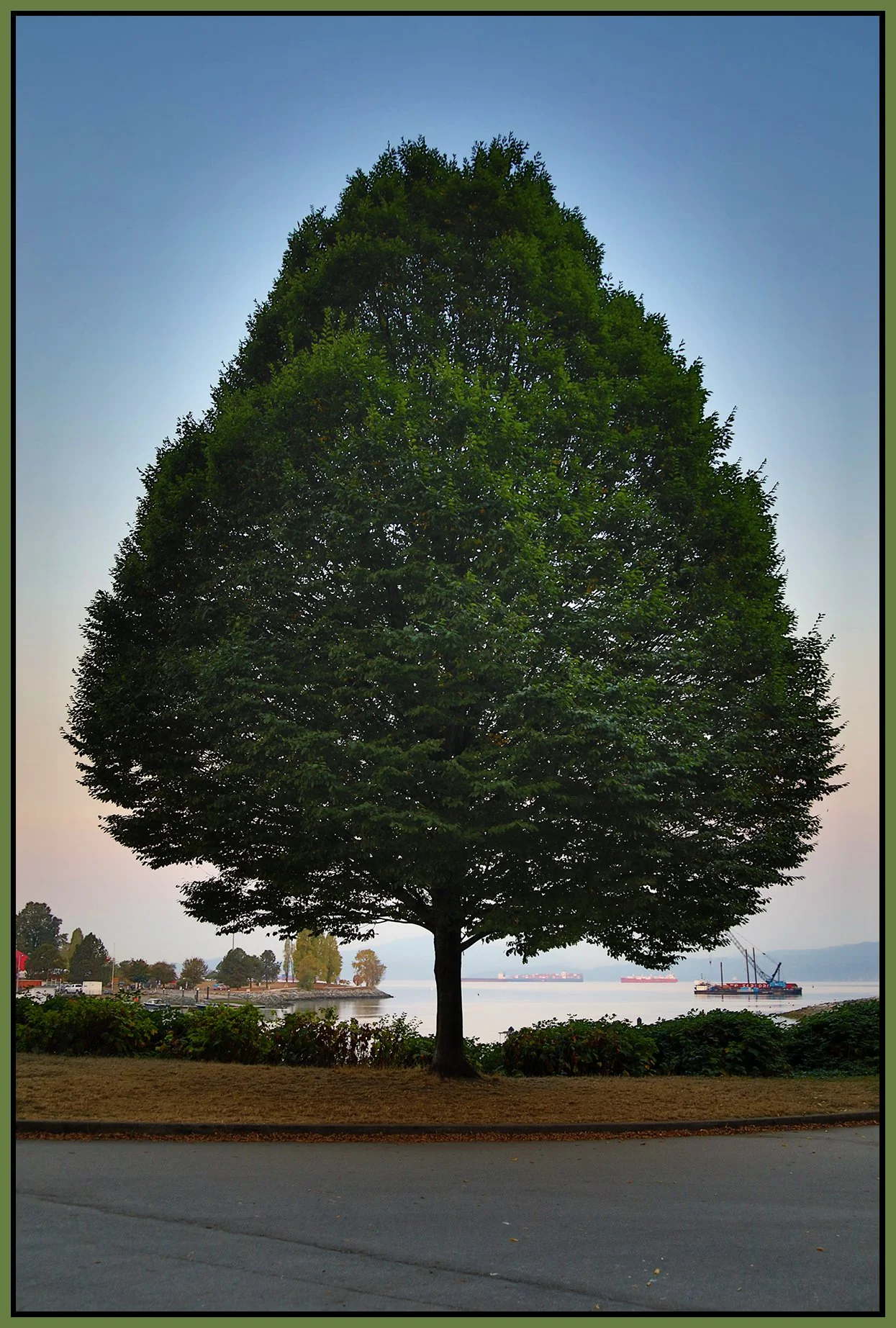 English Bay Tree_Oct 16_2022_HDR_4H3962_4x6s.jpg