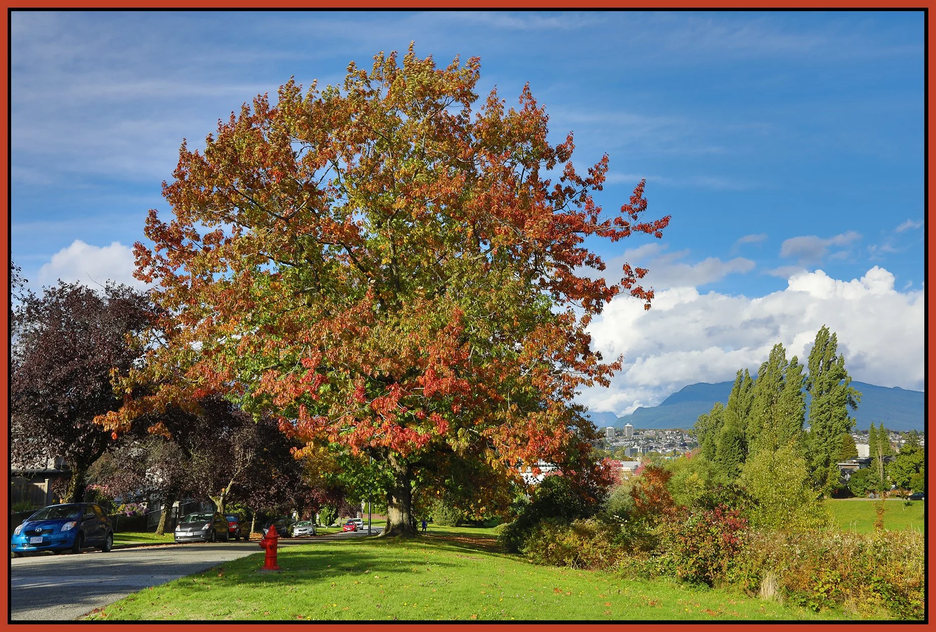 Falaise Pk Tree_Oct 10_2021_HDR_5A6456_4x6s.jpg