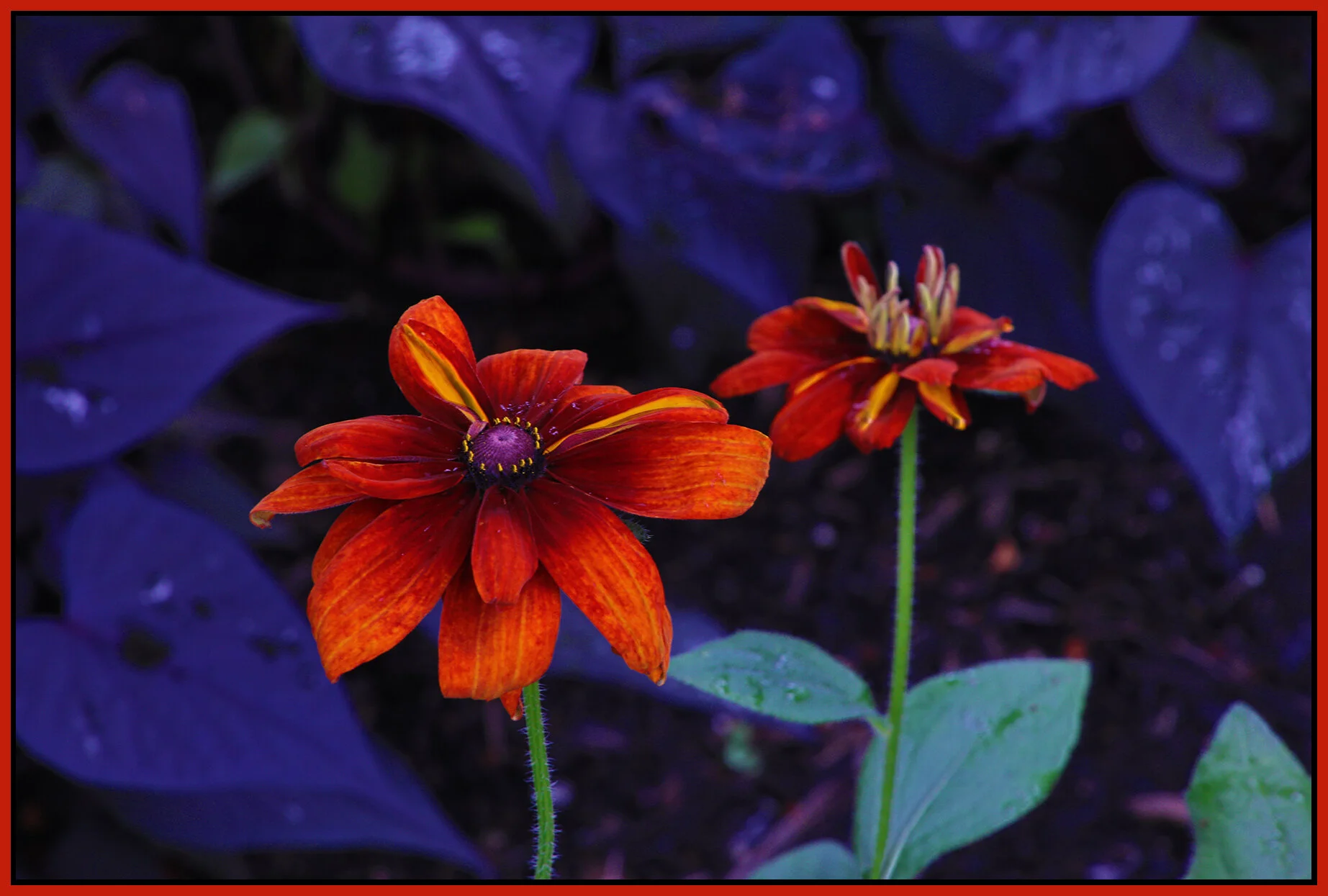 Flowers_Aug 8_2021_HDR_4G2309_4x6s.jpg