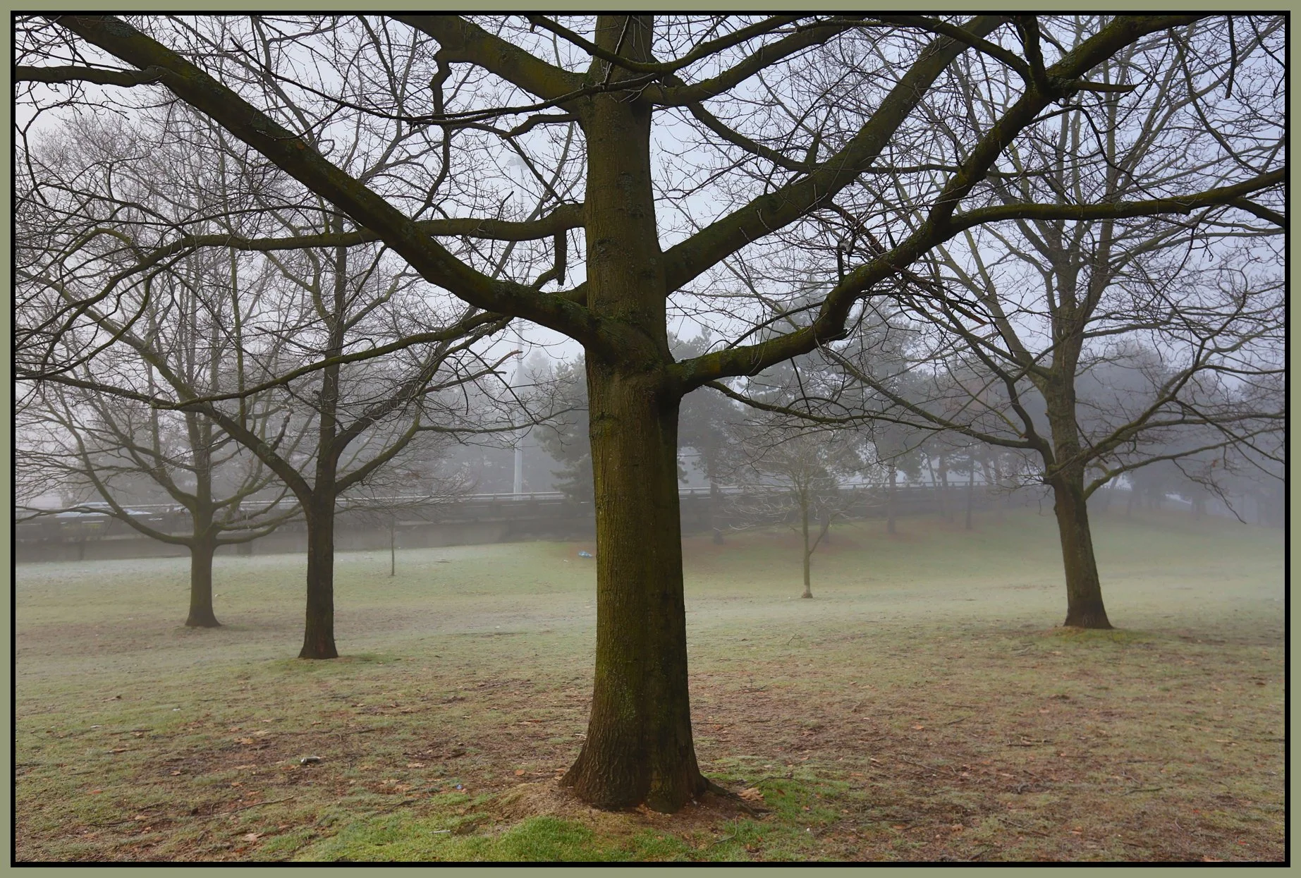Chinatown Trees_Jan 1_2016_HDR_K1906_4x6s.jpg