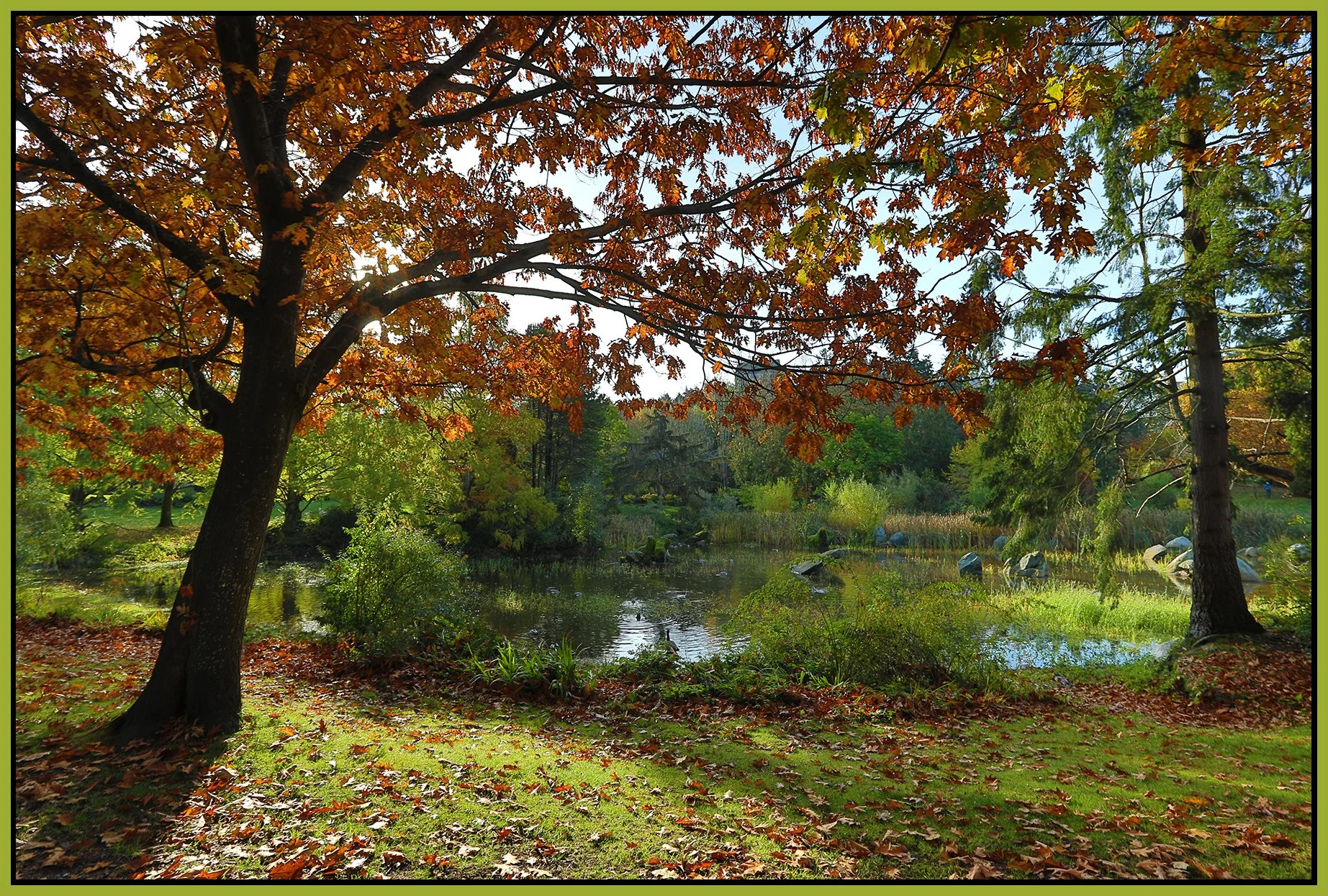 Charleson Park Pond Trees_Oct 24_2024_HDR_5E3439_4x6s.jpg