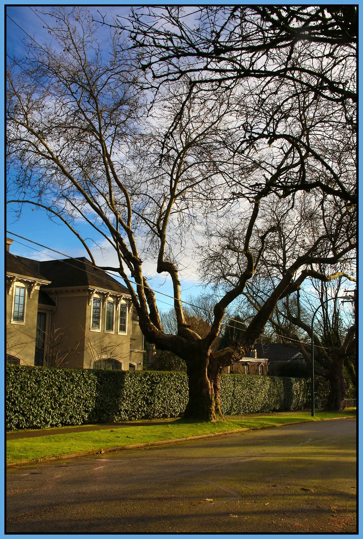 Shaughnessy Tree_Dec 11_2024_HDR_A9485_4x6s.jpg