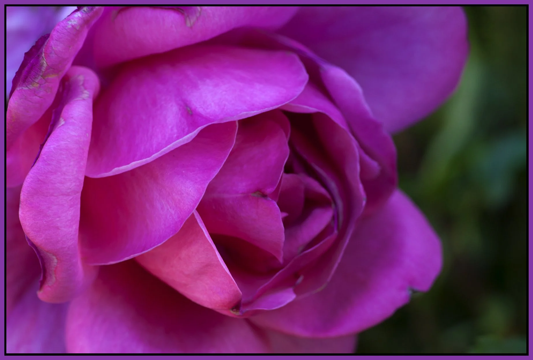 Flowers_Jul 24_2011_5693_4x6s.jpg