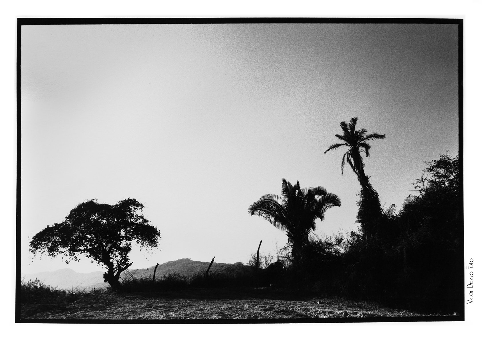 Mexico Trees 1976_9550_4x6.jpg