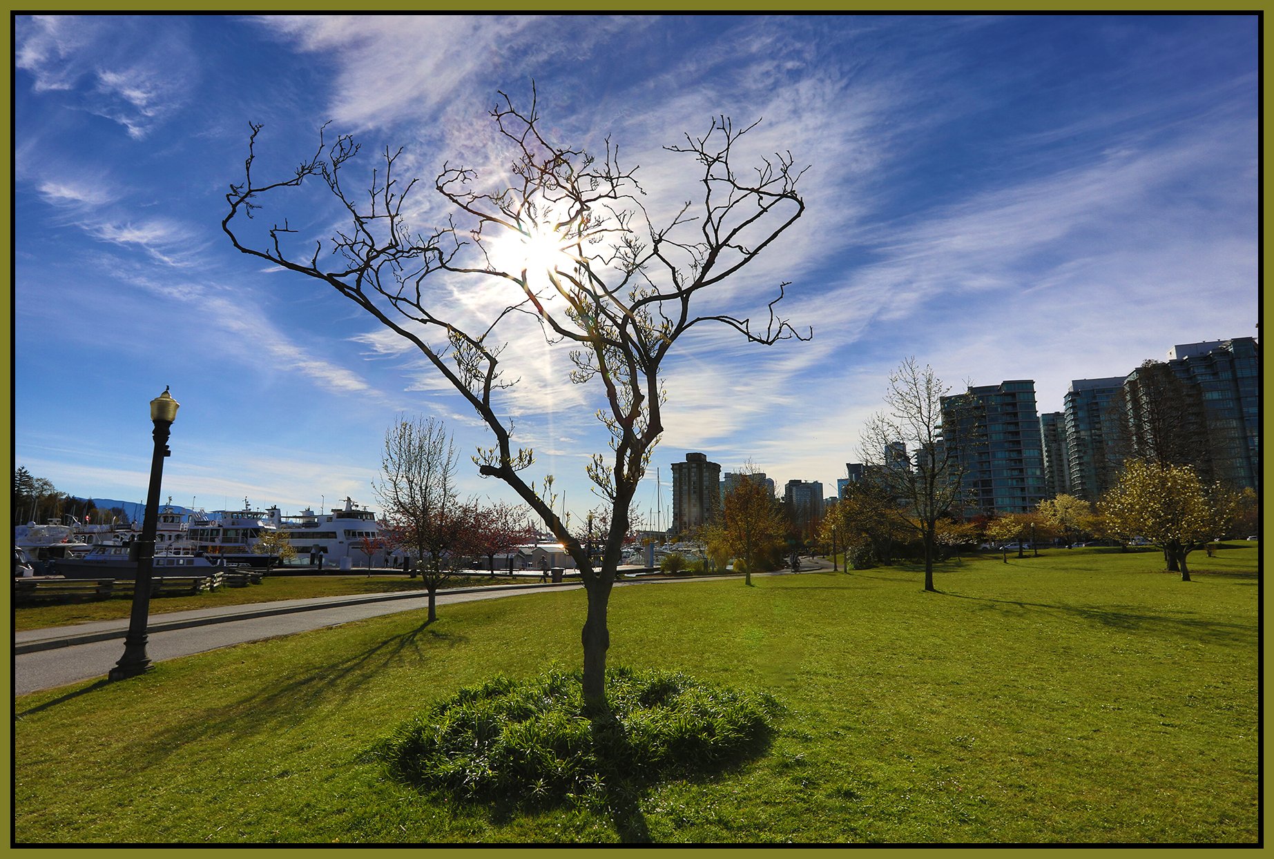 Devonian Harbour Pk Tree_Apr 20_2022_HDR_5B3247_4x6s.jpg