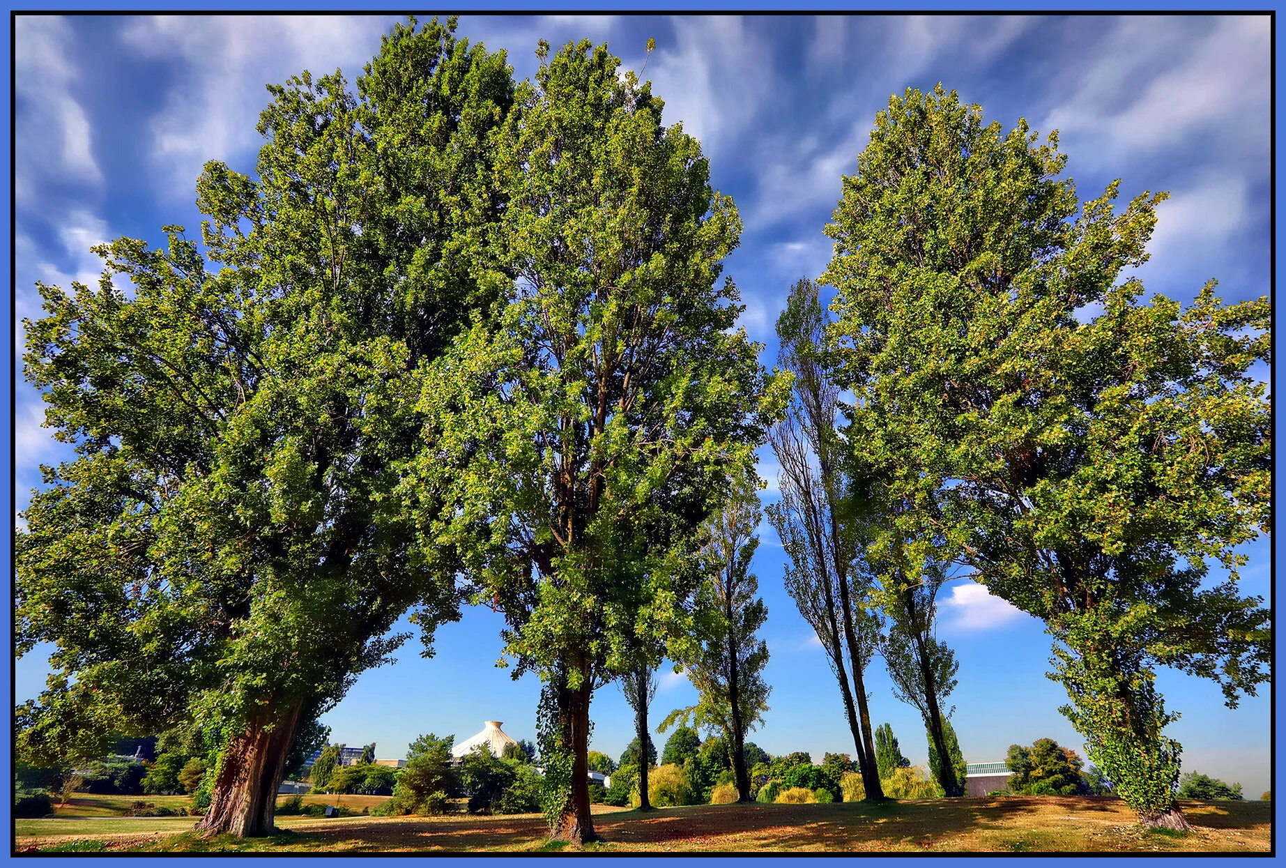 Vanier Park Trees_Aug 25_2021_HDR_5A9660_peHdr2013_1_4x6s.jpg