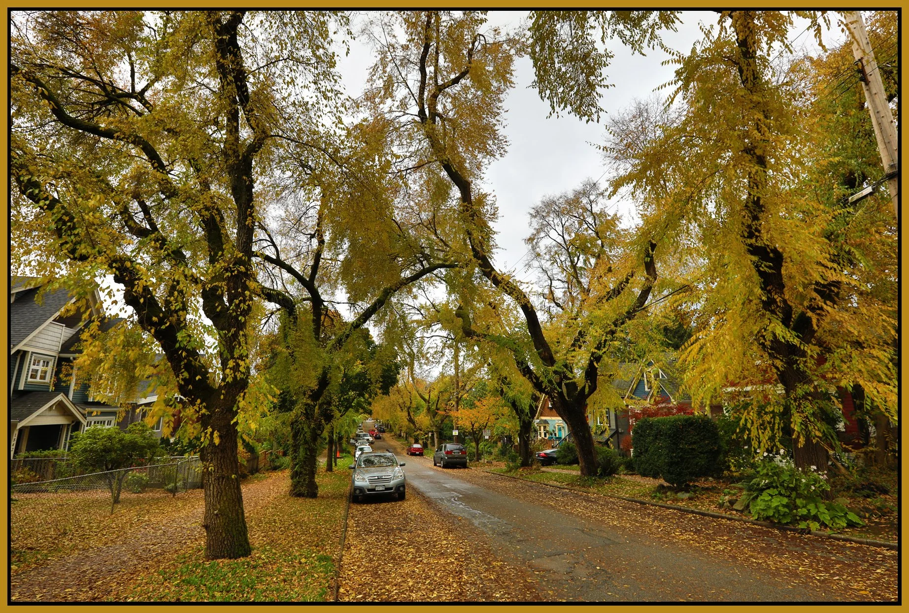 E 6th Trees_Vancouver_Oct 25_2016_HDR_A4894_4x6s.jpg