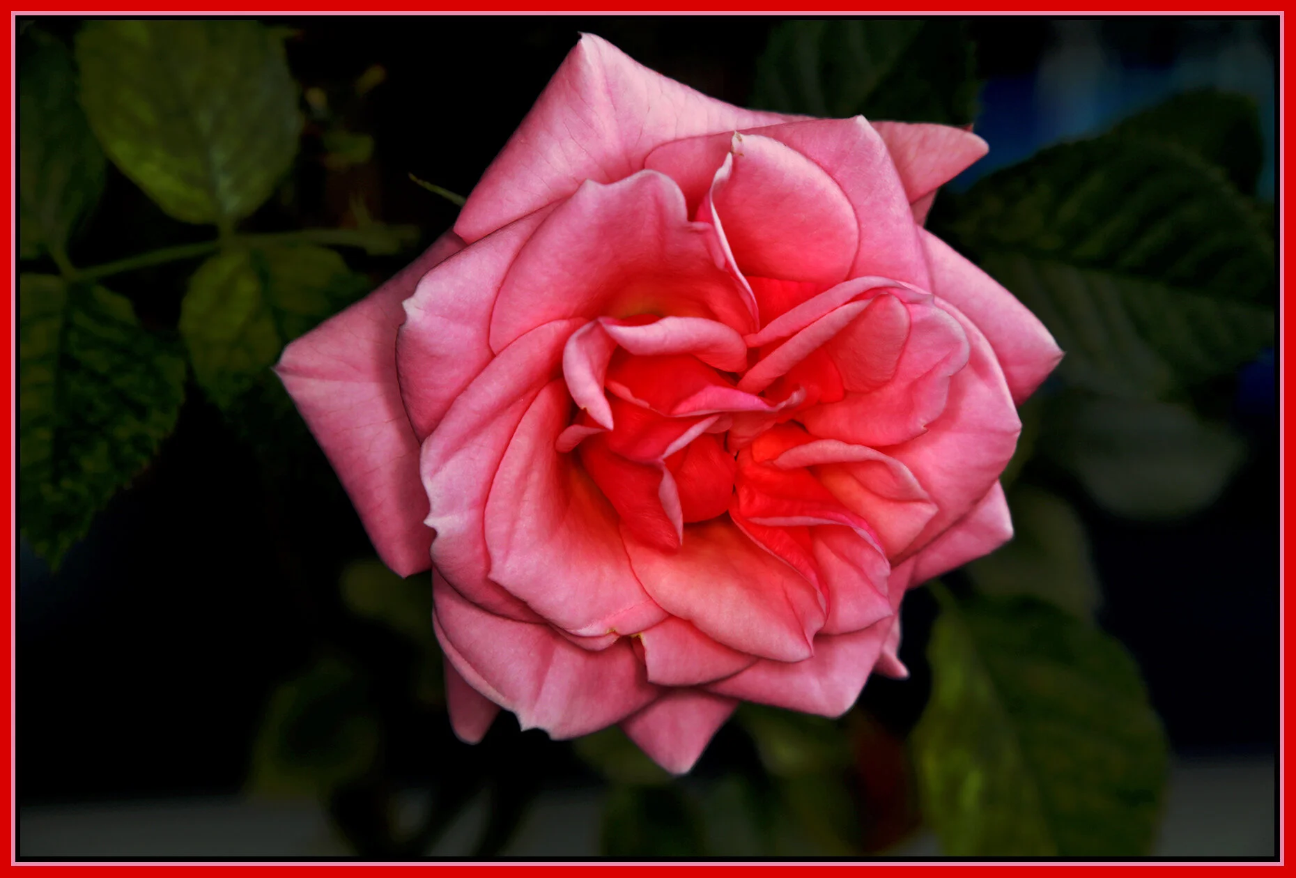 Flowers Rose_May 2_2021_5A1887_peSmrtVibr_4x6s.jpg