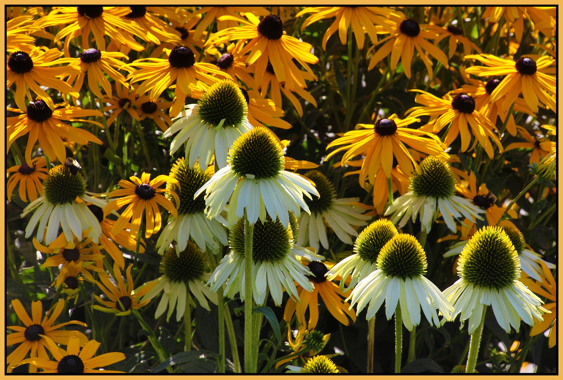 Flowers New West_Aug 6_2026_HDR_4L9012_4x6s.jpg
